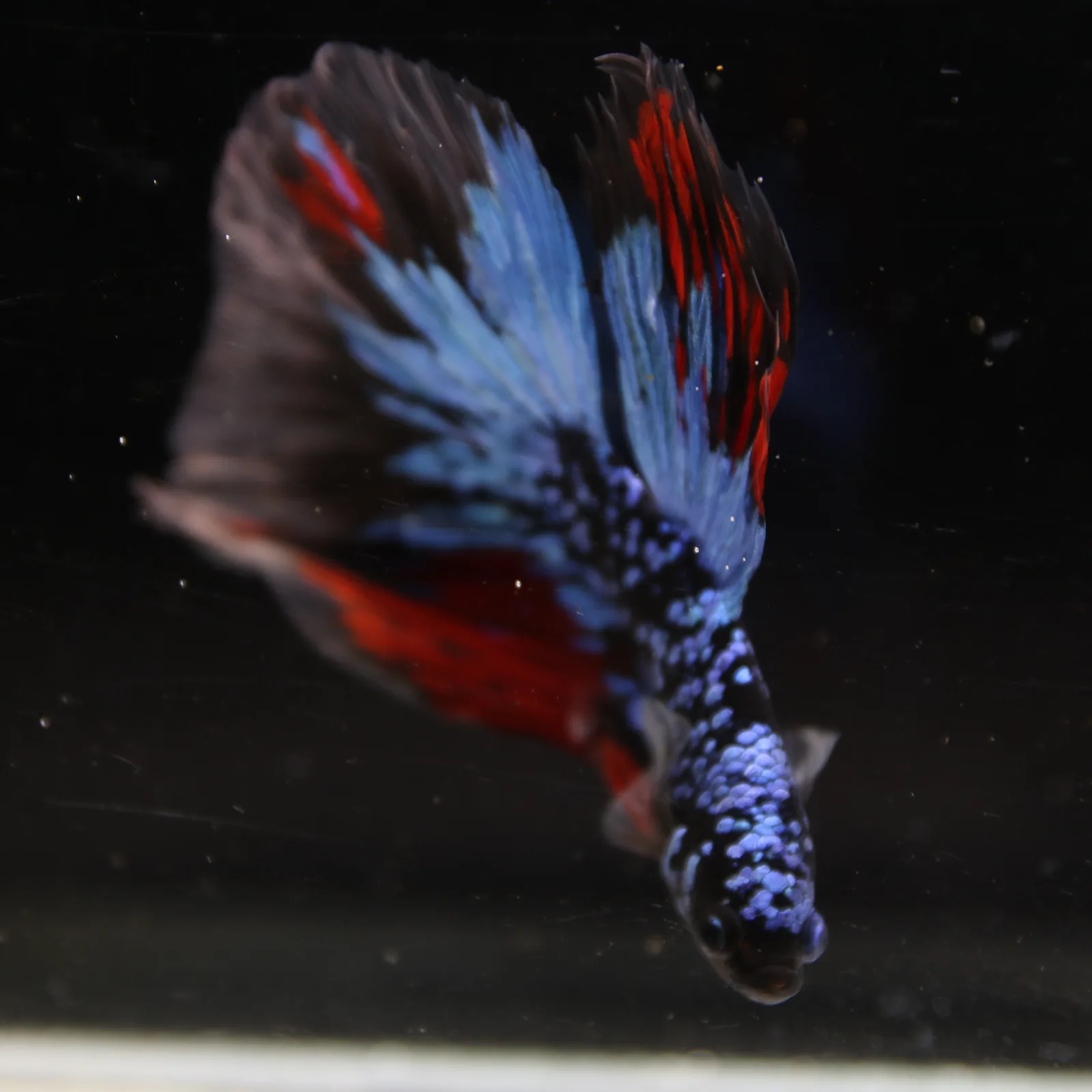 Dot Star Galaxy Halfmoon Betta Fish – Blue Red Black Male media 11