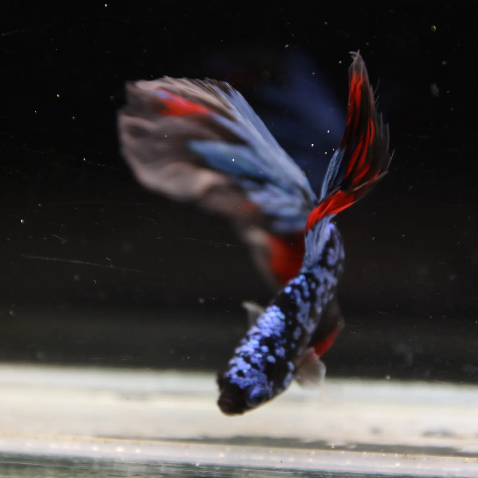 Dot Star Galaxy Halfmoon Betta Fish – Blue Red Black Male media 12