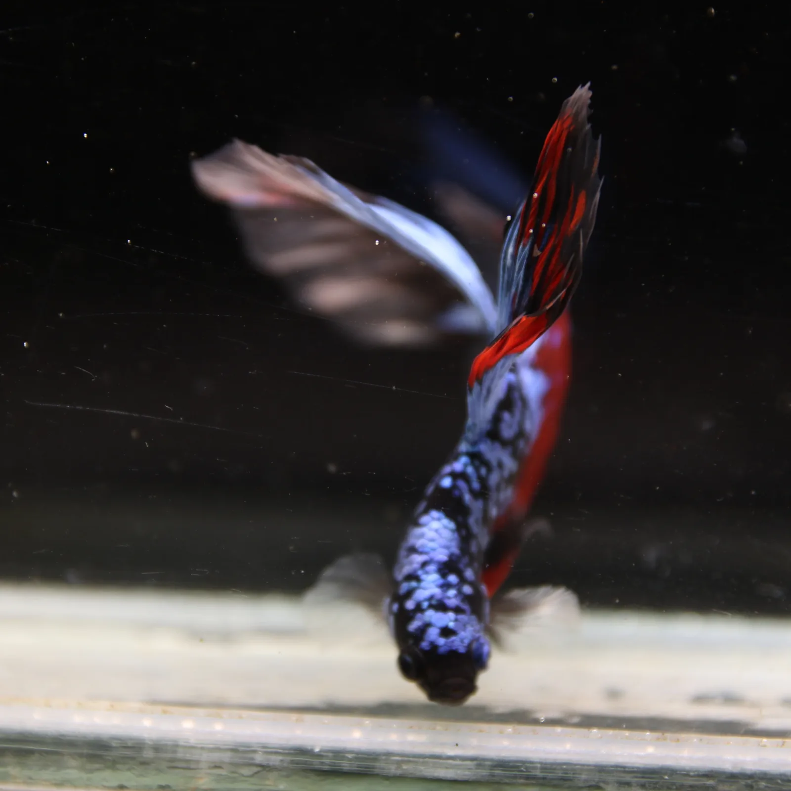 Dot Star Galaxy Halfmoon Betta Fish – Blue Red Black Male media 13