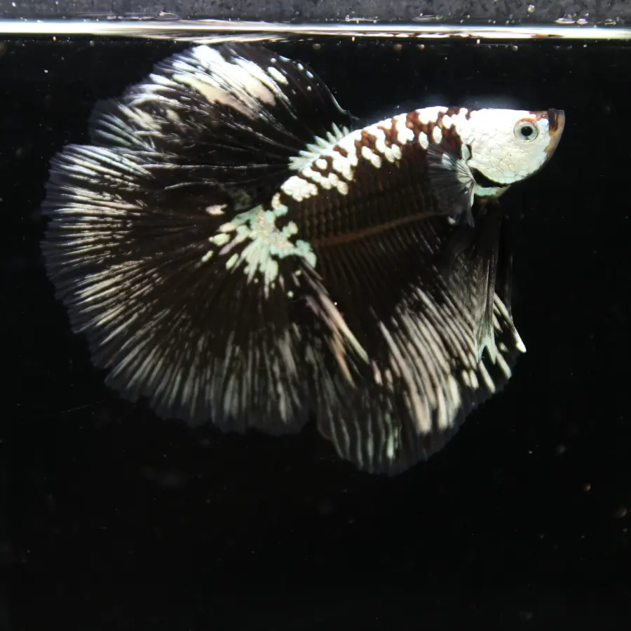 Black Samurai Halfmoon Betta Fish – Platinum Armor Male