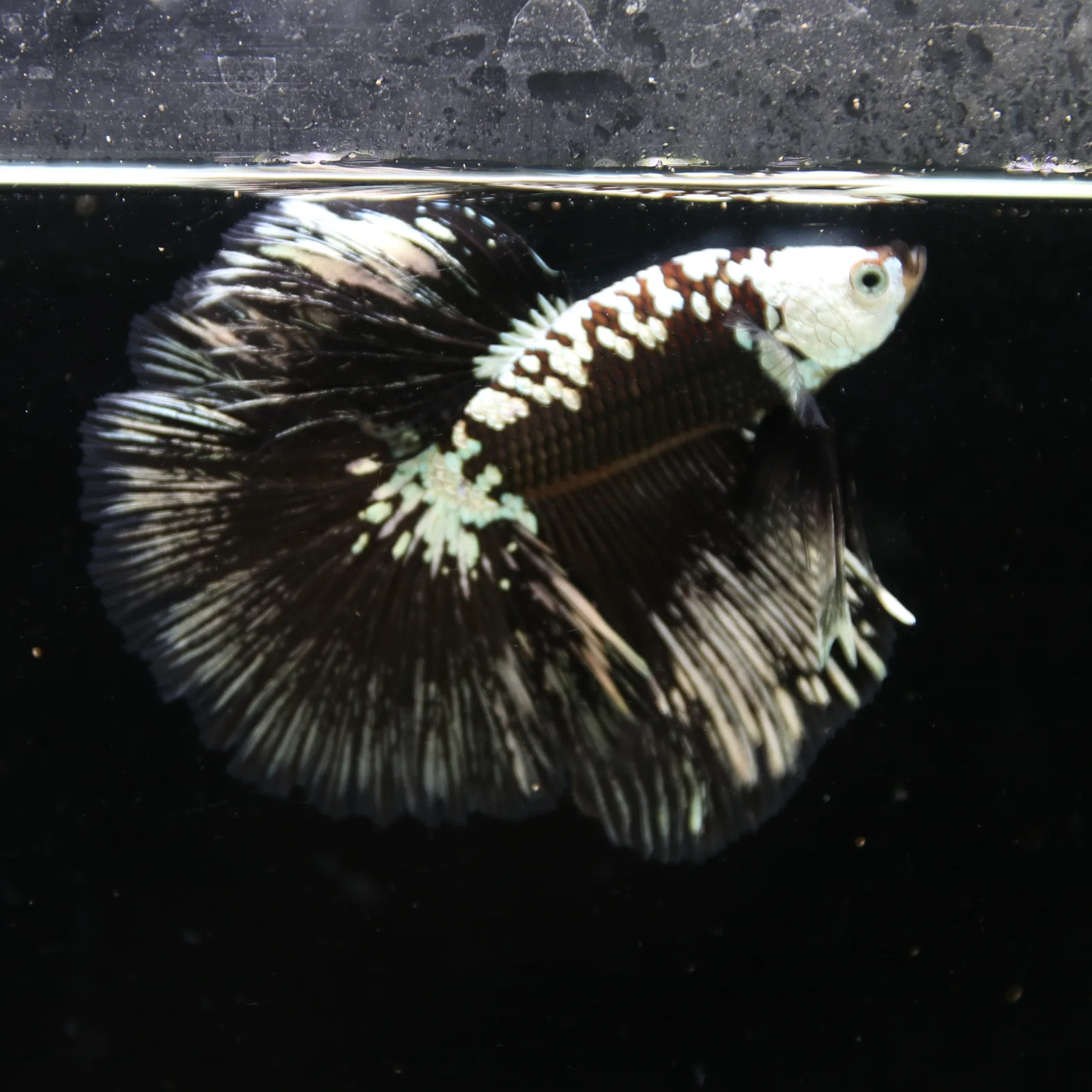 Black Samurai Halfmoon Betta Fish – Platinum Armor Male media 2