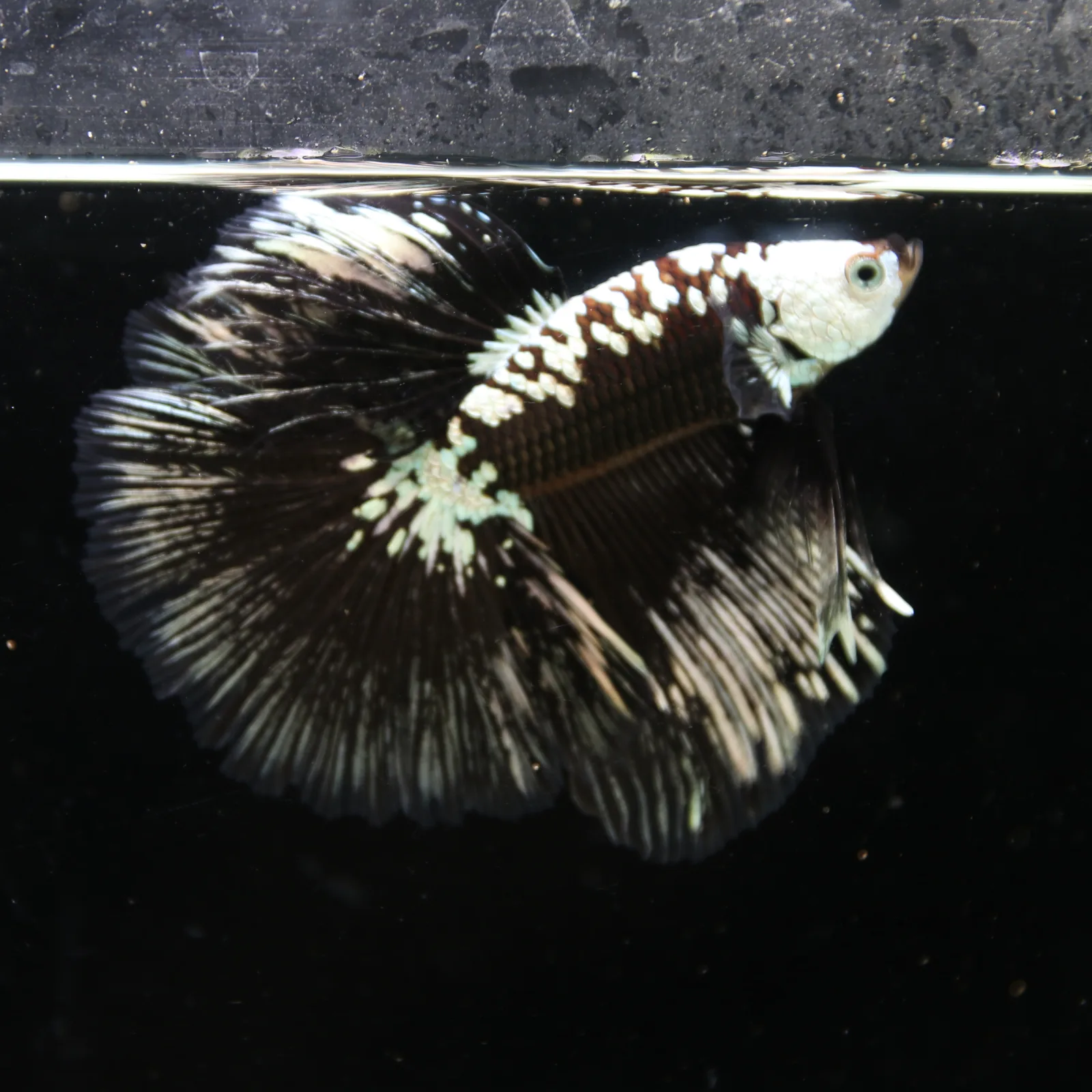 Black Samurai Halfmoon Betta Fish – Platinum Armor Male media 3