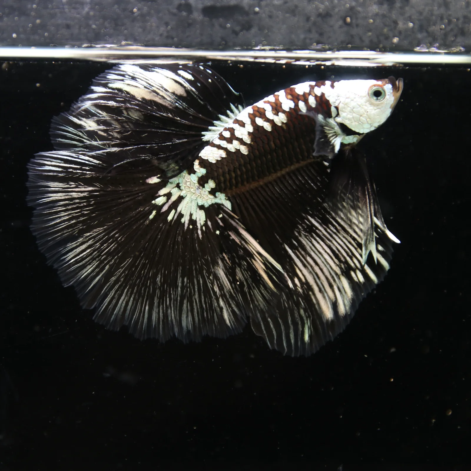 Black Samurai Halfmoon Betta Fish – Platinum Armor Male media 5
