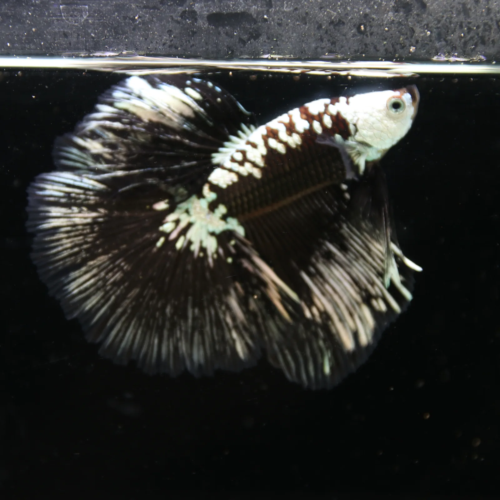 Black Samurai Halfmoon Betta Fish – Platinum Armor Male media 6