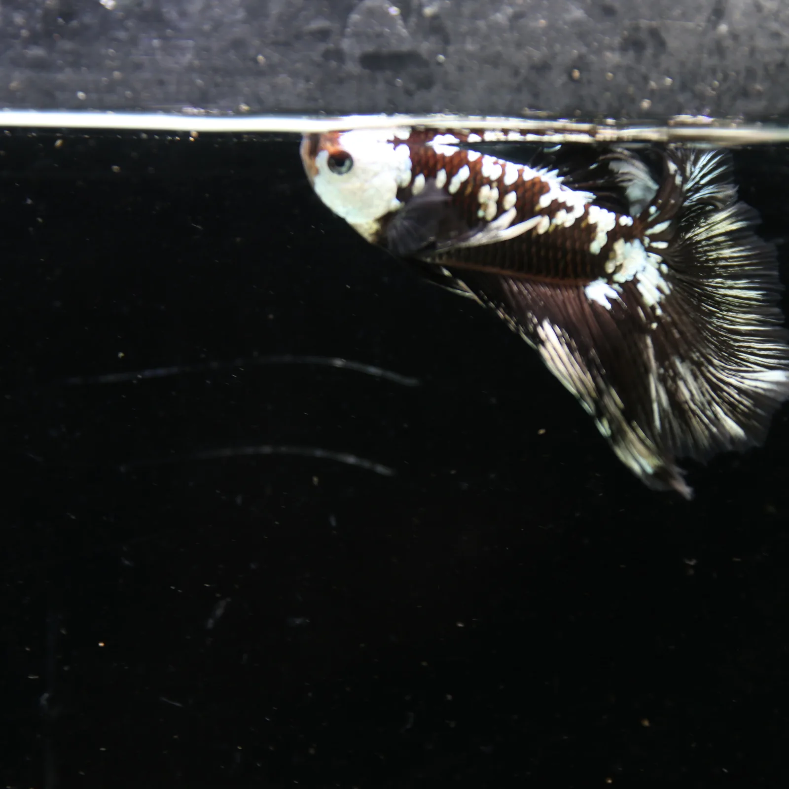 Black Samurai Halfmoon Betta Fish – Platinum Armor Male media 7