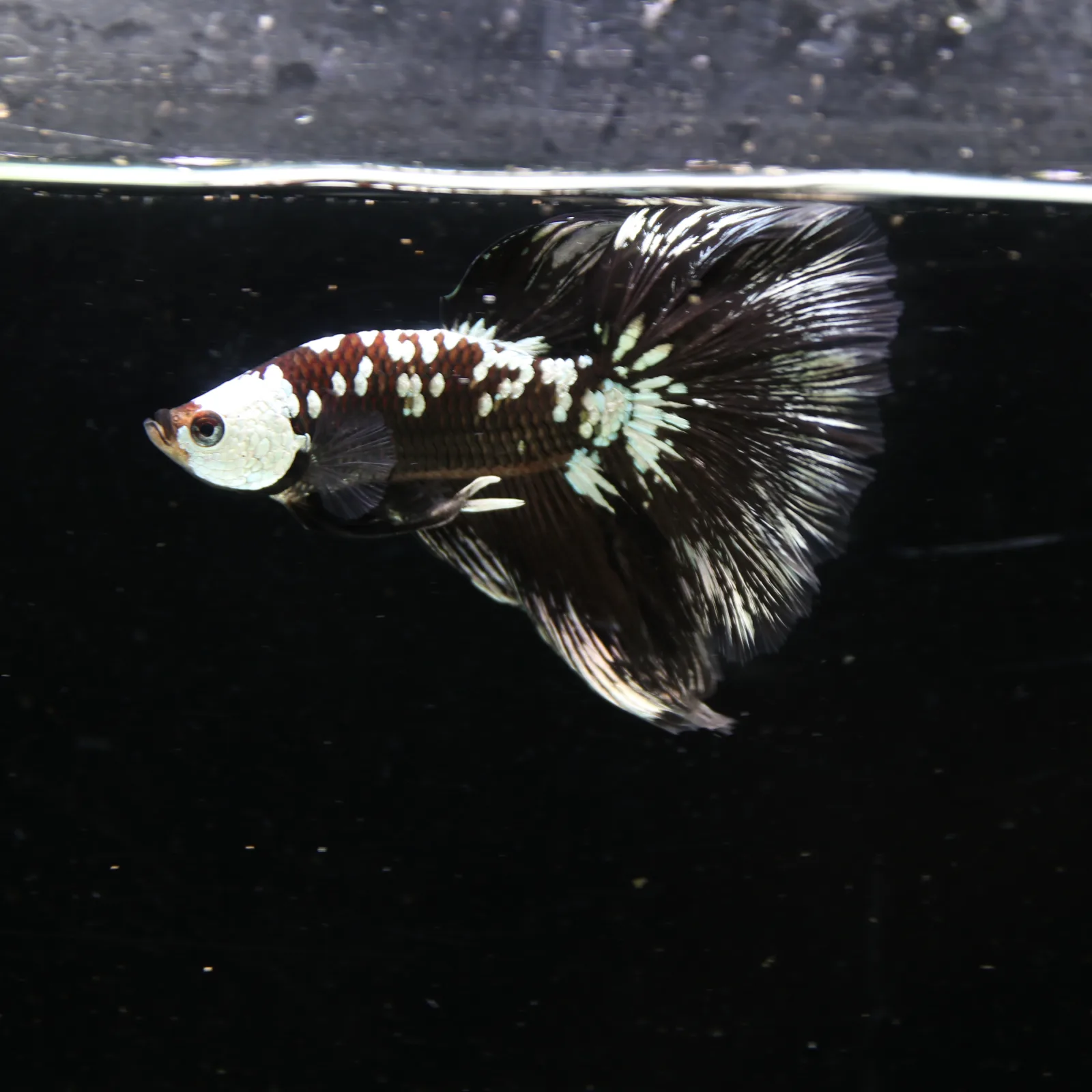 Black Samurai Halfmoon Betta Fish – Platinum Armor Male media 8