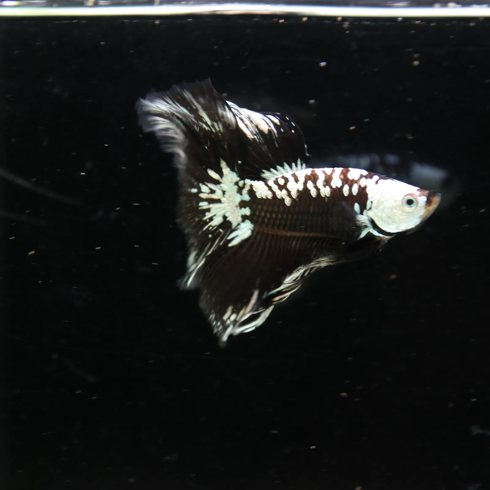 Black Samurai Halfmoon Betta Fish – Platinum Armor Male media 11