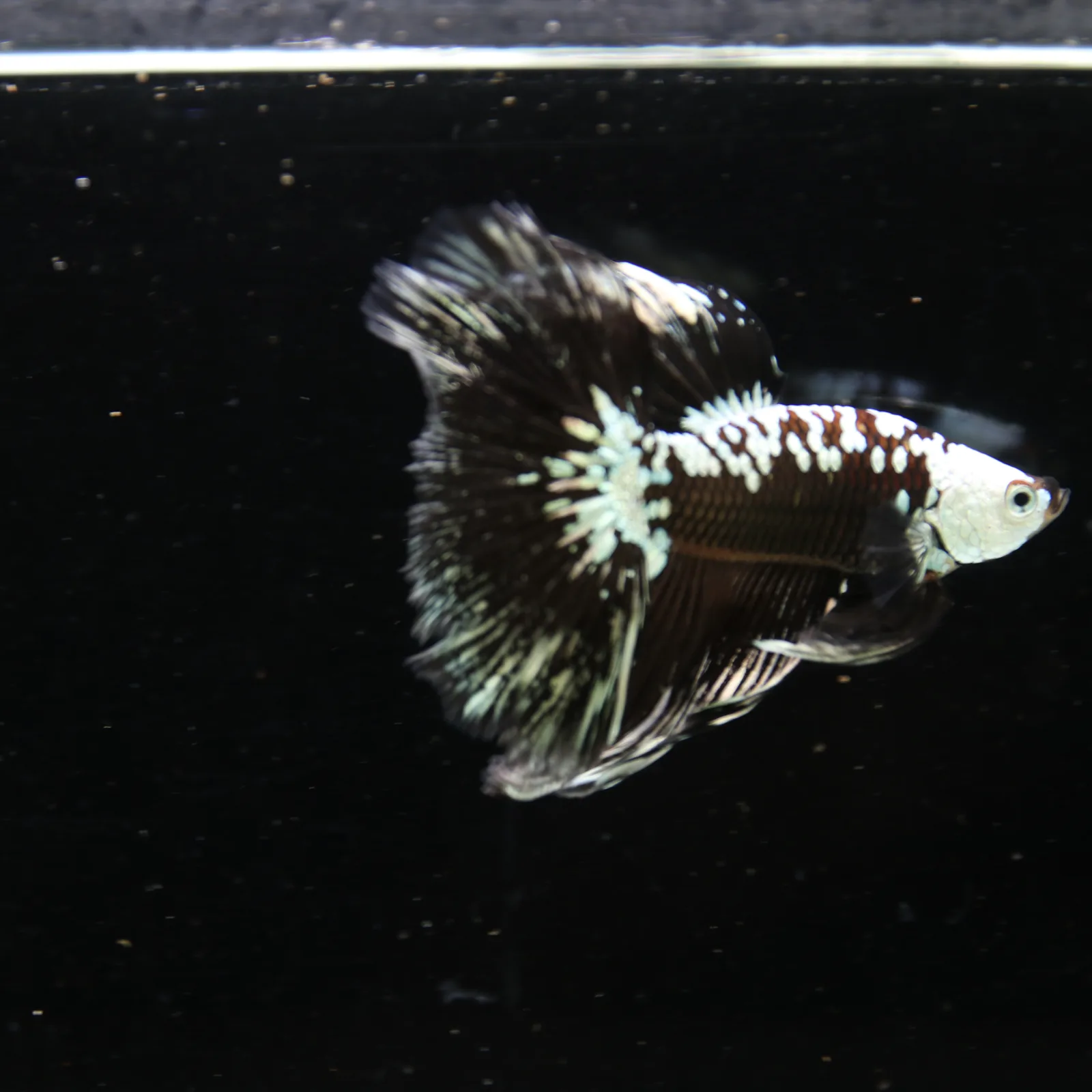 Black Samurai Halfmoon Betta Fish – Platinum Armor Male media 12
