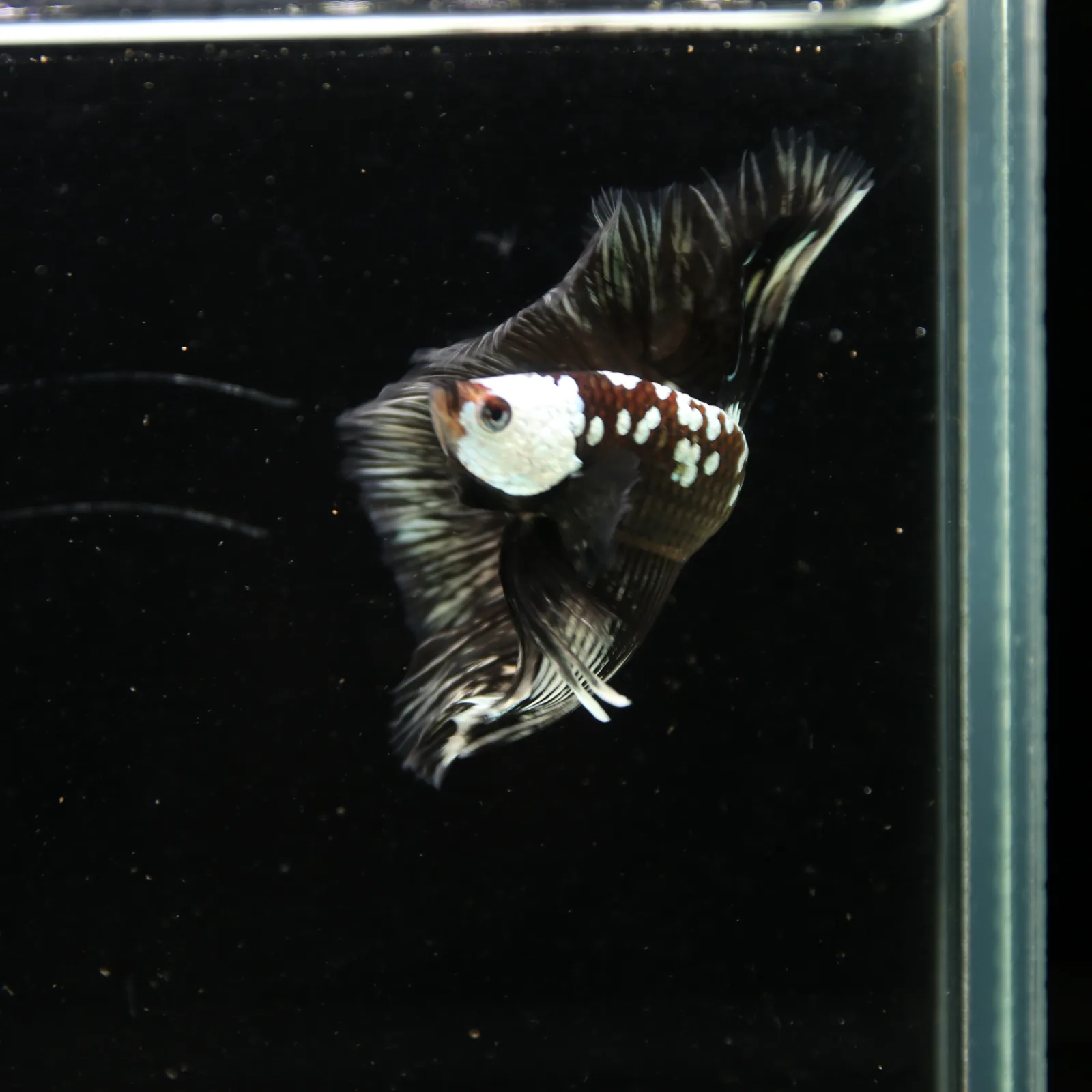 Black Samurai Halfmoon Betta Fish – Platinum Armor Male media 13