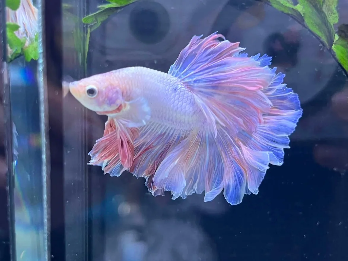 1 Pair Live Betta Fish Male High Grade Rosetail Halfmoon Pastel Pink Purple HM media 2