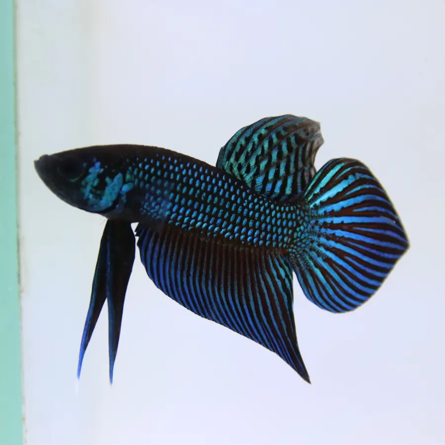 Wild Betta Mahachaiensis – Mahachai Emerald Green Male | Rare Thailand Native Betta