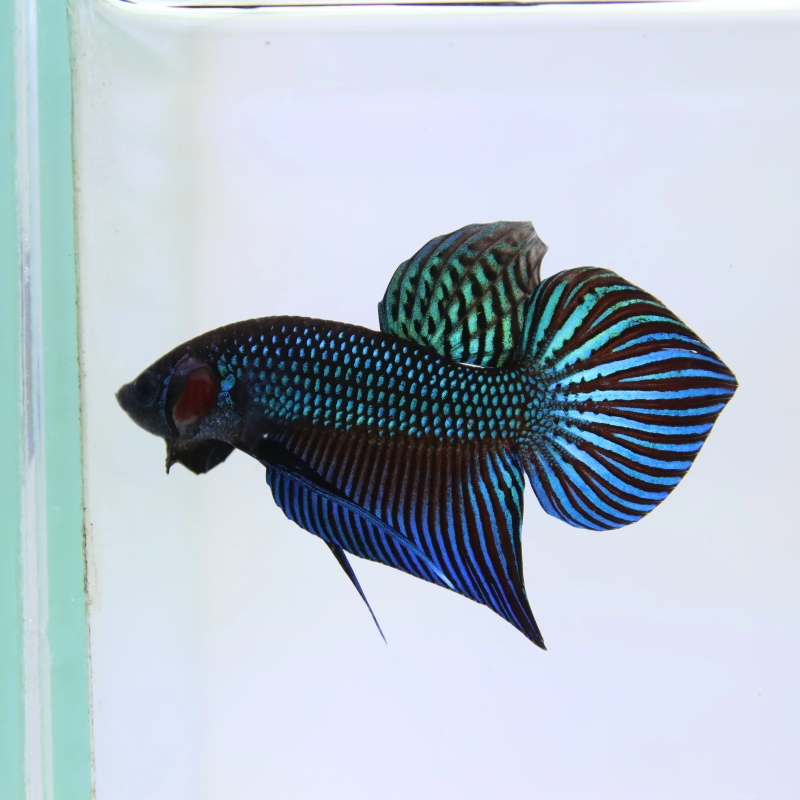 Wild Betta Mahachaiensis – Mahachai Emerald Green Male | Rare Thailand Native Betta media 2
