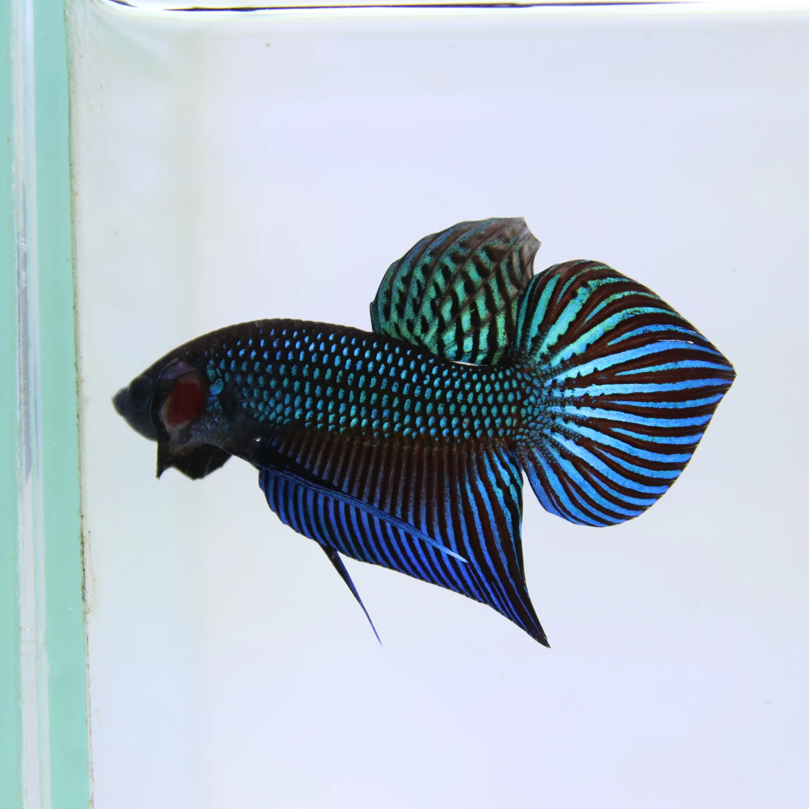 Wild Betta Mahachaiensis – Mahachai Emerald Green Male | Rare Thailand Native Betta media 3