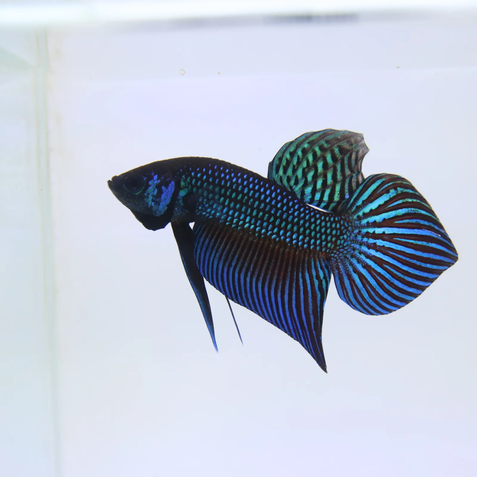 Wild Betta Mahachaiensis – Mahachai Emerald Green Male | Rare Thailand Native Betta media 6