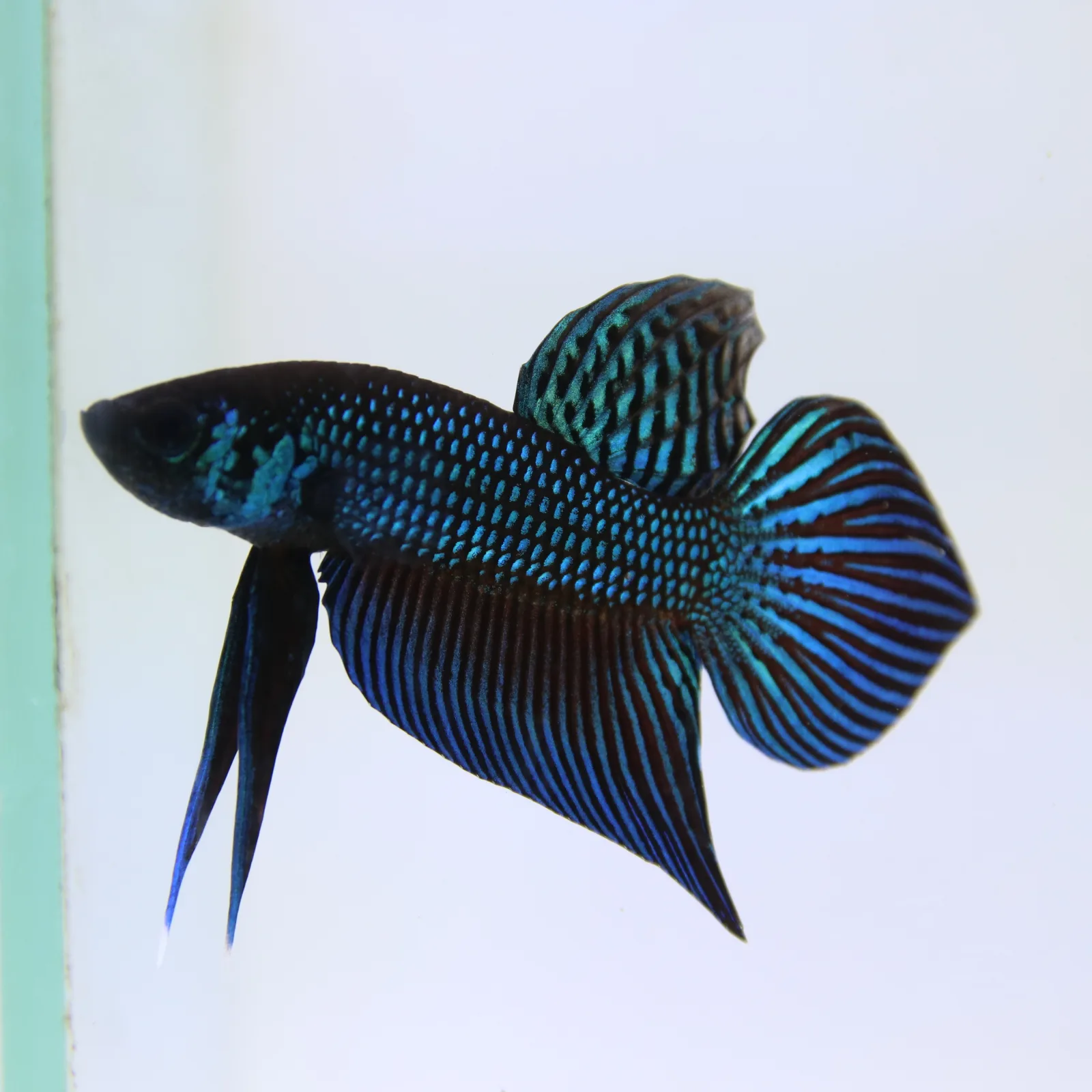 Wild Betta Mahachaiensis – Mahachai Emerald Green Male | Rare Thailand Native Betta media 9
