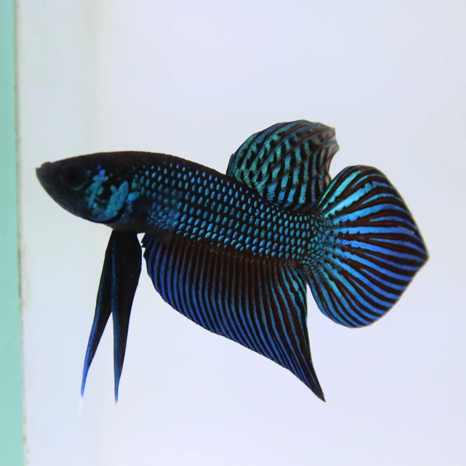Wild Betta Mahachaiensis – Mahachai Emerald Green Male | Rare Thailand Native Betta media 10