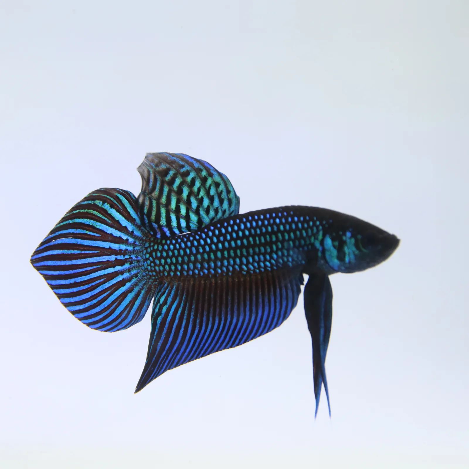 Wild Betta Mahachaiensis – Mahachai Emerald Green Male | Rare Thailand Native Betta media 12