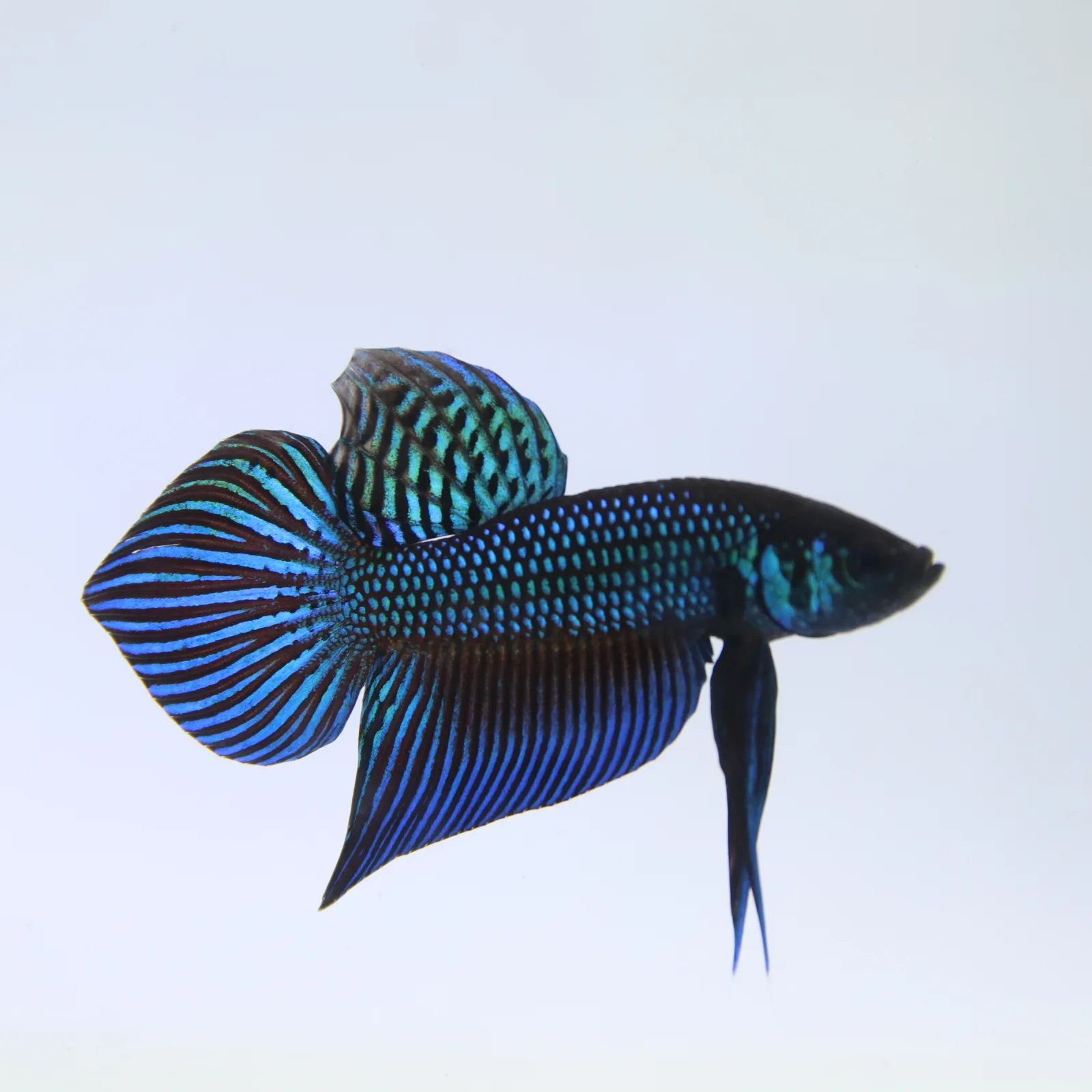 Wild Betta Mahachaiensis – Mahachai Emerald Green Male | Rare Thailand Native Betta media 13