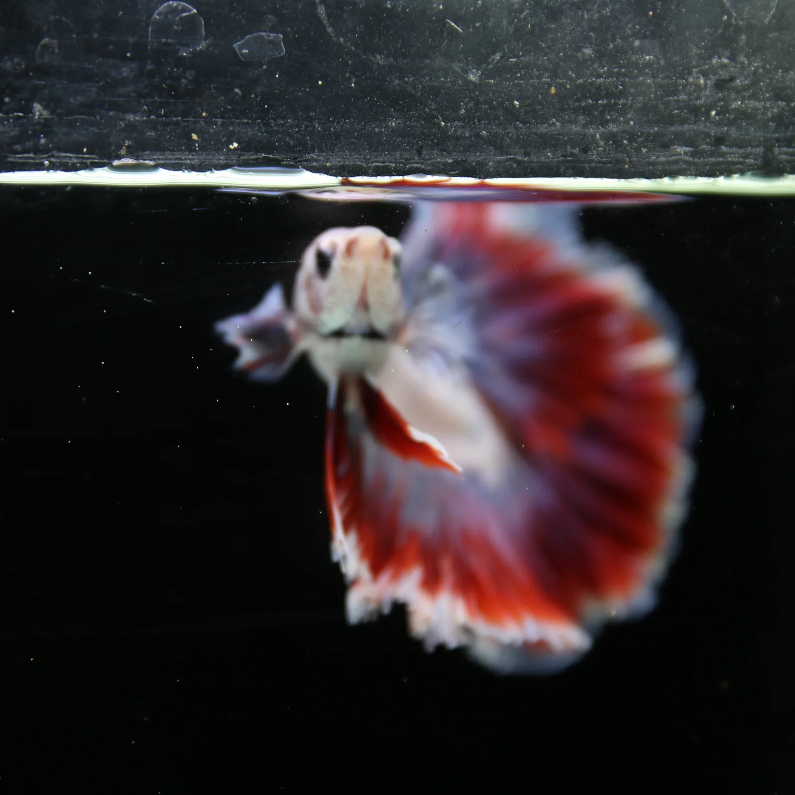 Pearl Crimson Rose Tail Halfmoon Betta Male – Red Blue White Show Grade Live Fish media 3