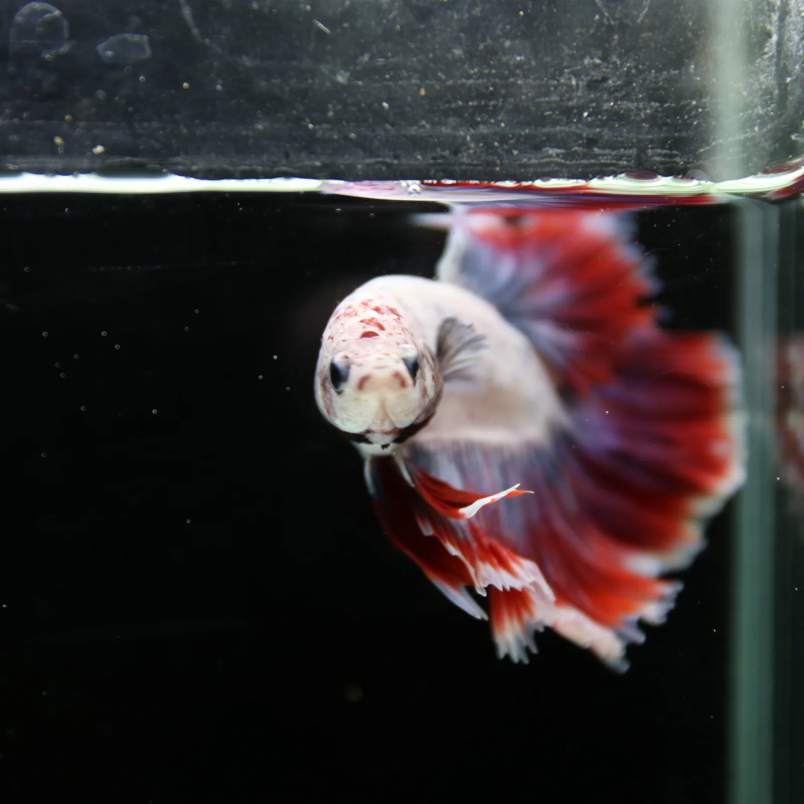 Pearl Crimson Rose Tail Halfmoon Betta Male – Red Blue White Show Grade Live Fish media 4