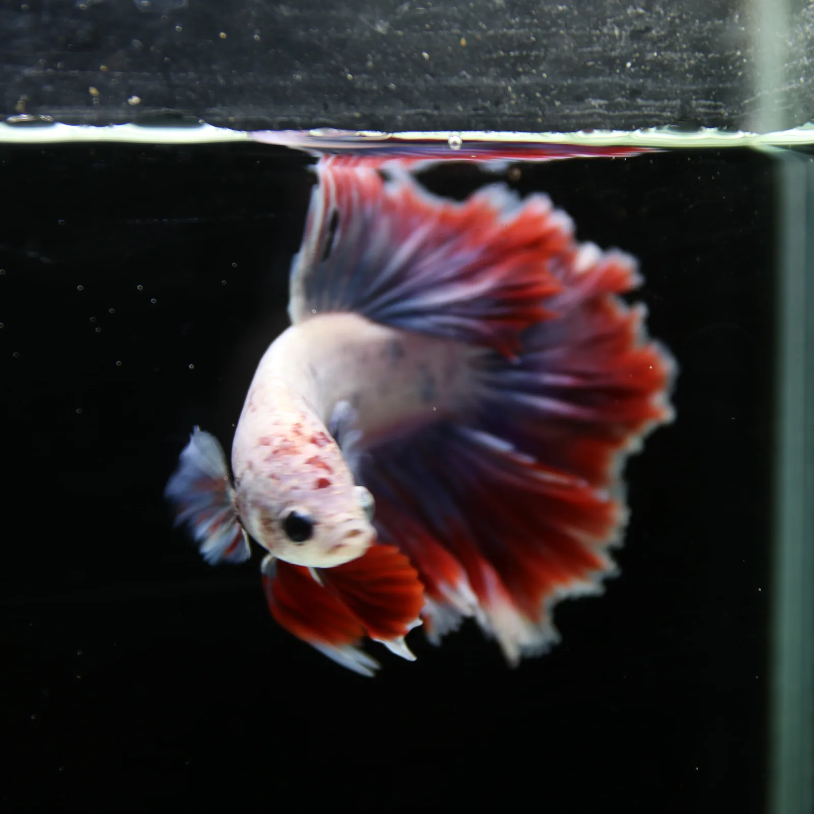 Pearl Crimson Rose Tail Halfmoon Betta Male – Red Blue White Show Grade Live Fish media 5