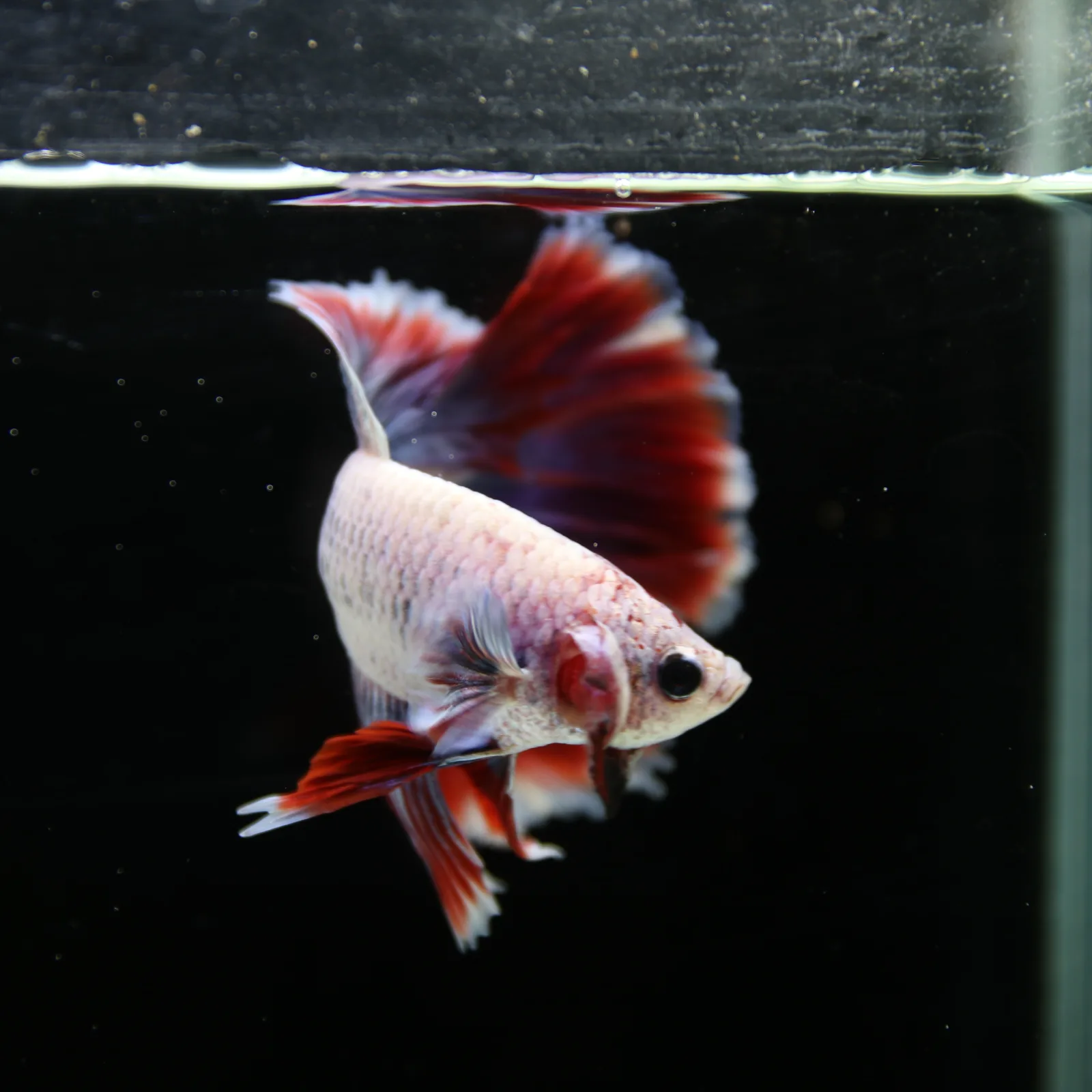 Pearl Crimson Rose Tail Halfmoon Betta Male – Red Blue White Show Grade Live Fish media 6