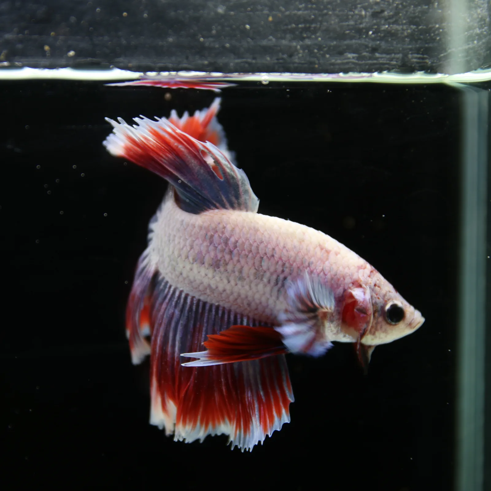 Pearl Crimson Rose Tail Halfmoon Betta Male – Red Blue White Show Grade Live Fish media 7