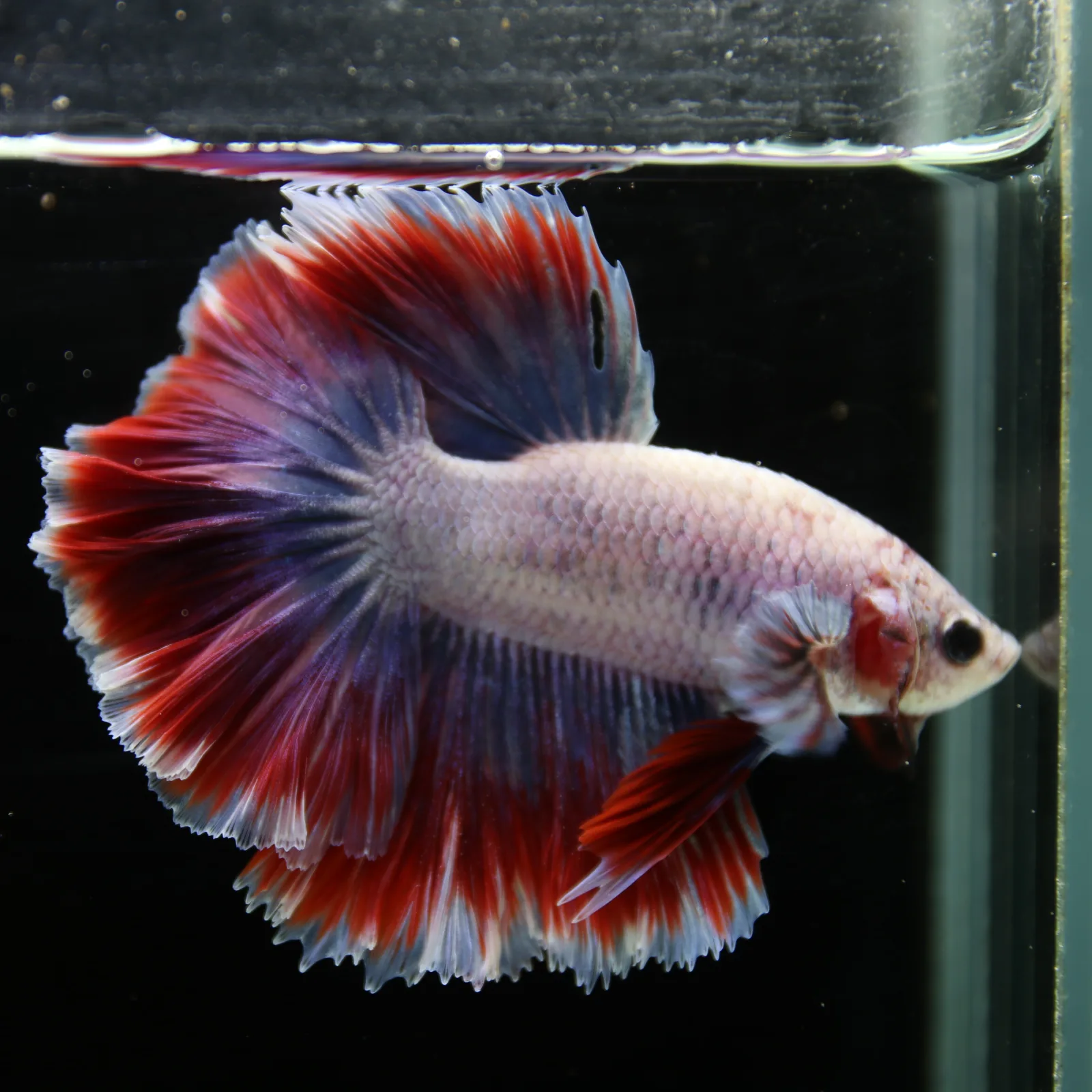 Pearl Crimson Rose Tail Halfmoon Betta Male – Red Blue White Show Grade Live Fish media 9