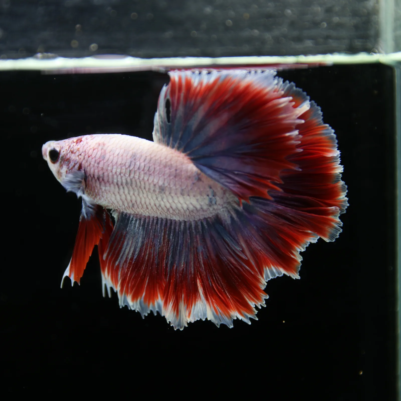Pearl Crimson Rose Tail Halfmoon Betta Male – Red Blue White Show Grade Live Fish media 10