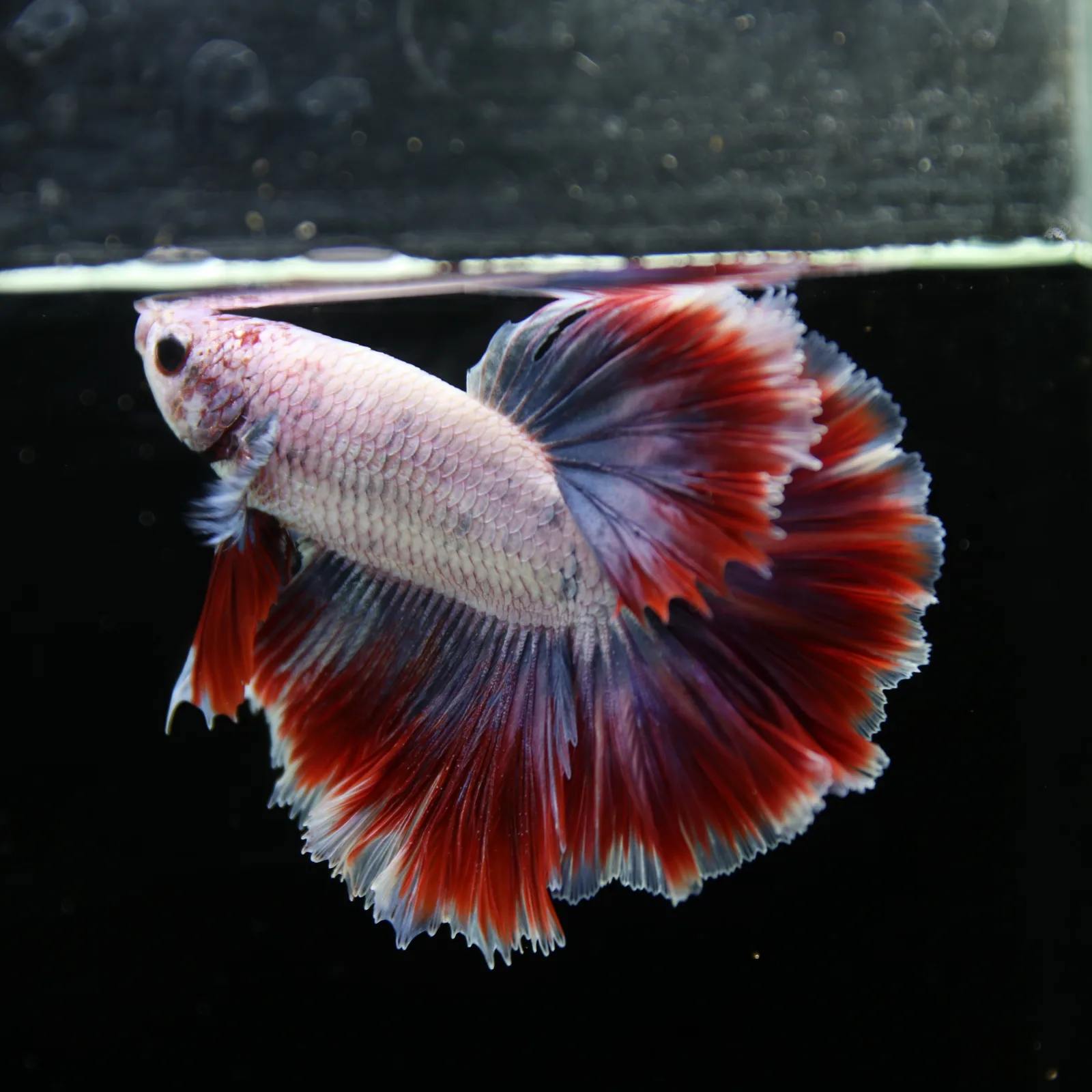 Pearl Crimson Rose Tail Halfmoon Betta Male – Red Blue White Show Grade Live Fish media 11
