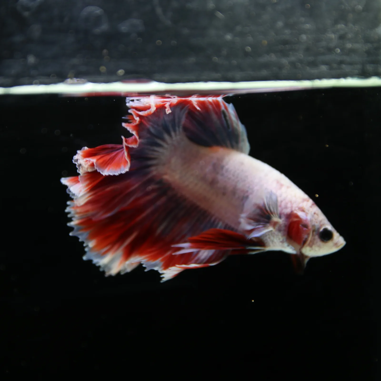 Pearl Crimson Rose Tail Halfmoon Betta Male – Red Blue White Show Grade Live Fish media 12
