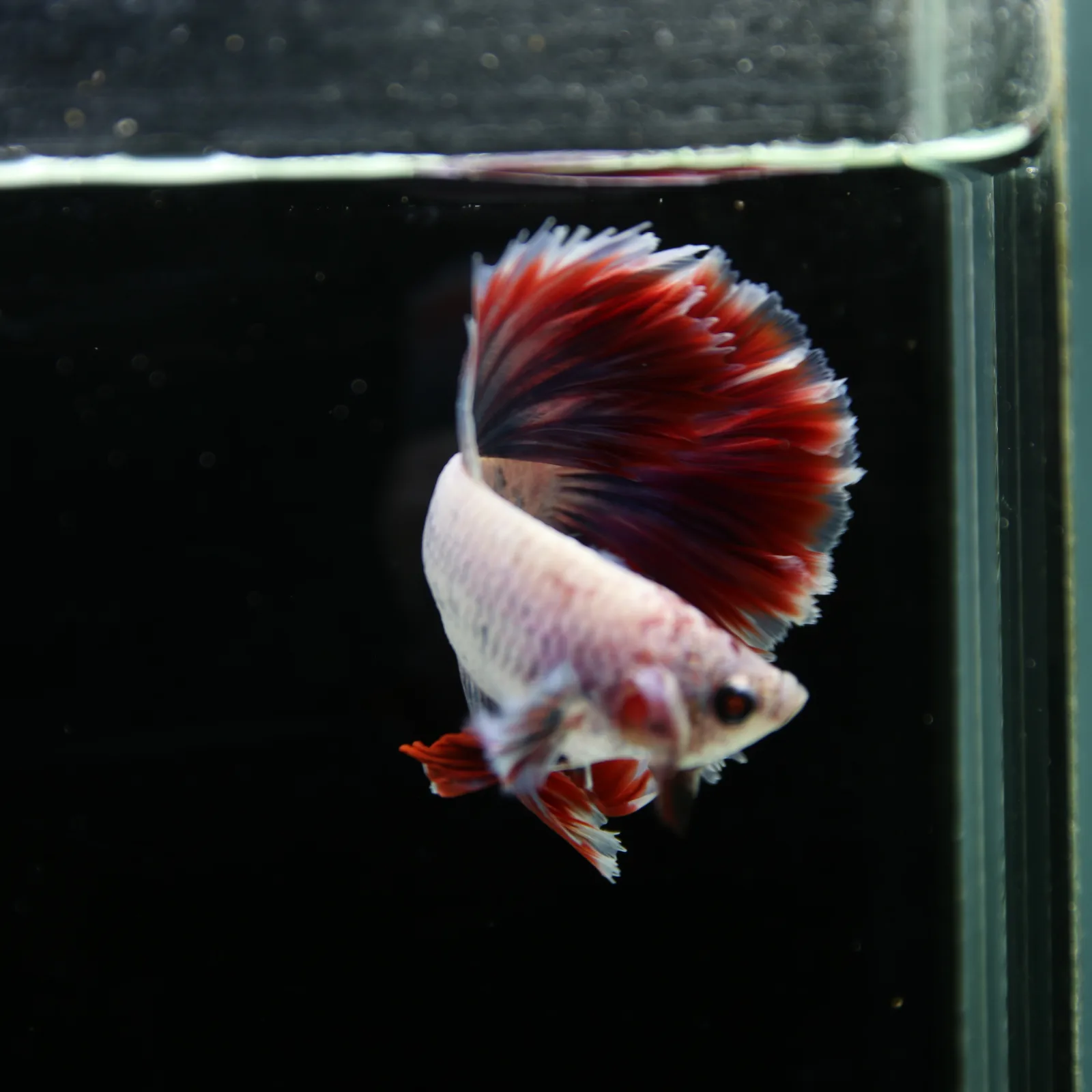Pearl Crimson Rose Tail Halfmoon Betta Male – Red Blue White Show Grade Live Fish media 13