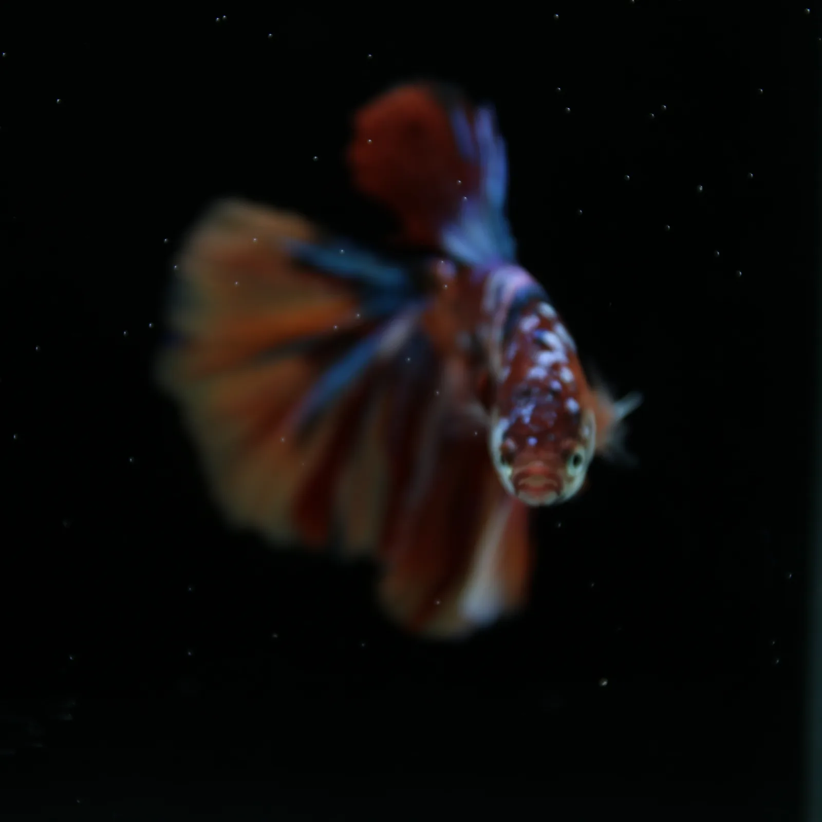 Male Halfmoon Multicolor Betta Fish – Red, Orange & Metallic Blue Marble media 2