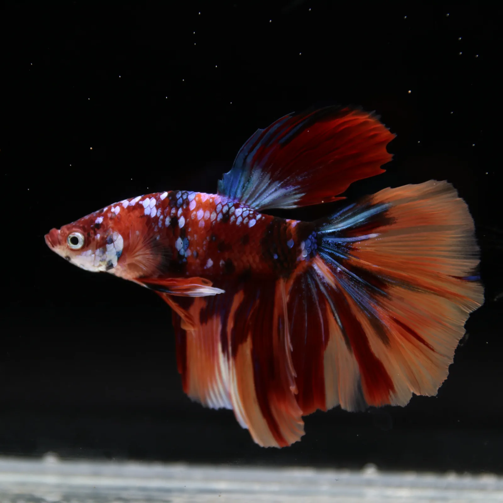 Male Halfmoon Multicolor Betta Fish – Red, Orange & Metallic Blue Marble media 3