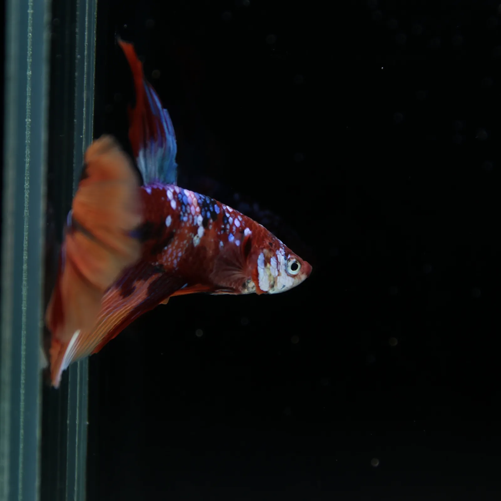 Male Halfmoon Multicolor Betta Fish – Red, Orange & Metallic Blue Marble media 4