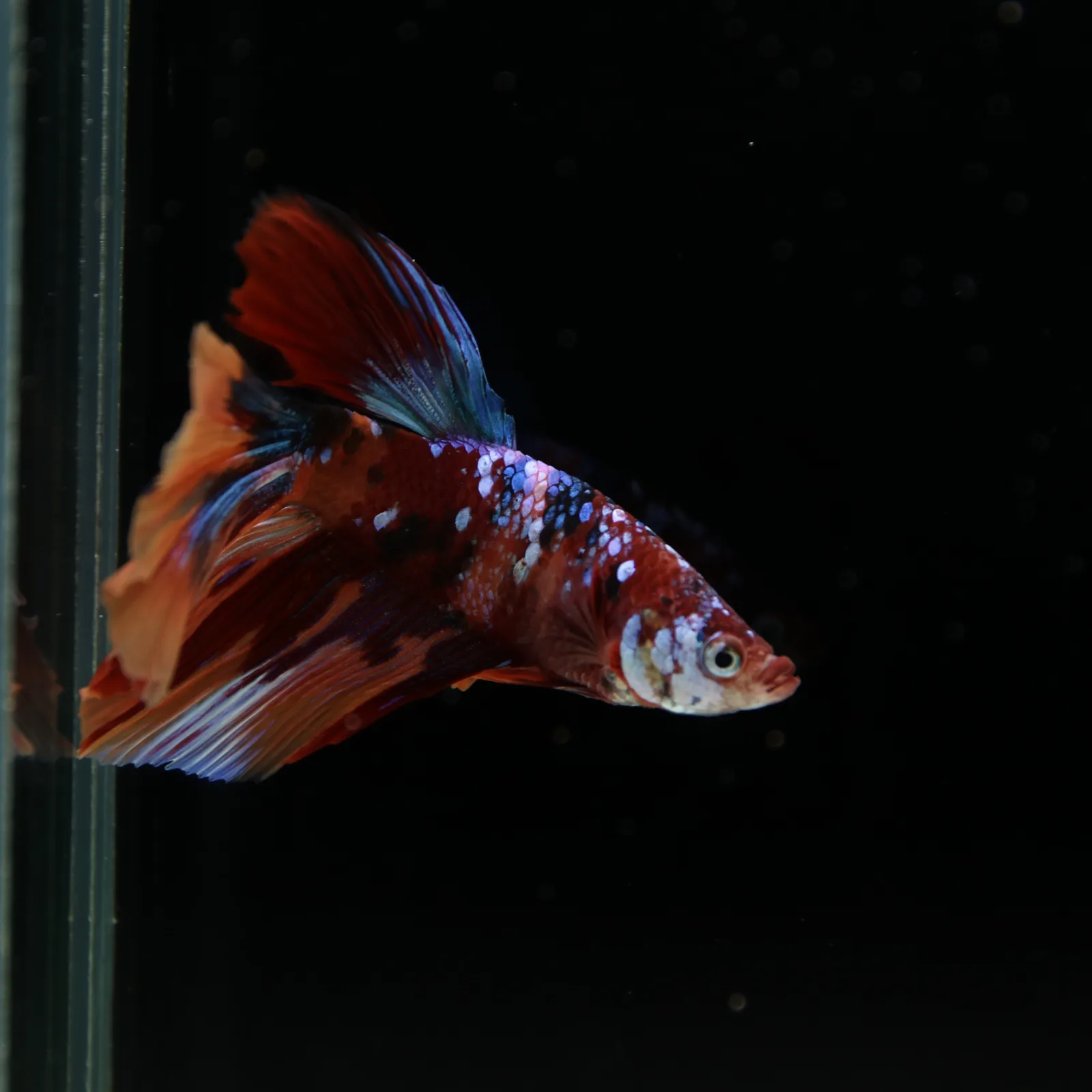 Male Halfmoon Multicolor Betta Fish – Red, Orange & Metallic Blue Marble media 5