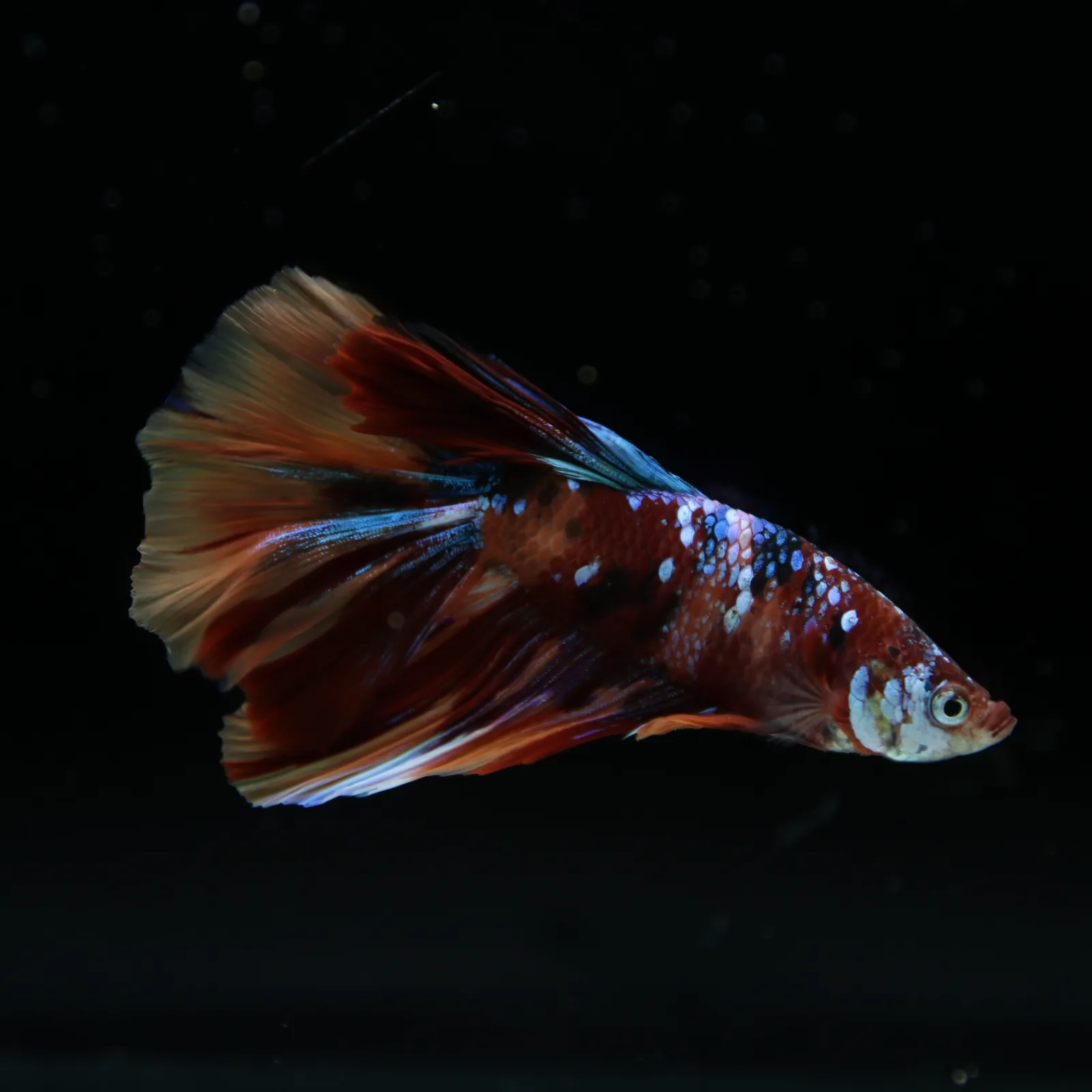 Male Halfmoon Multicolor Betta Fish – Red, Orange & Metallic Blue Marble media 6