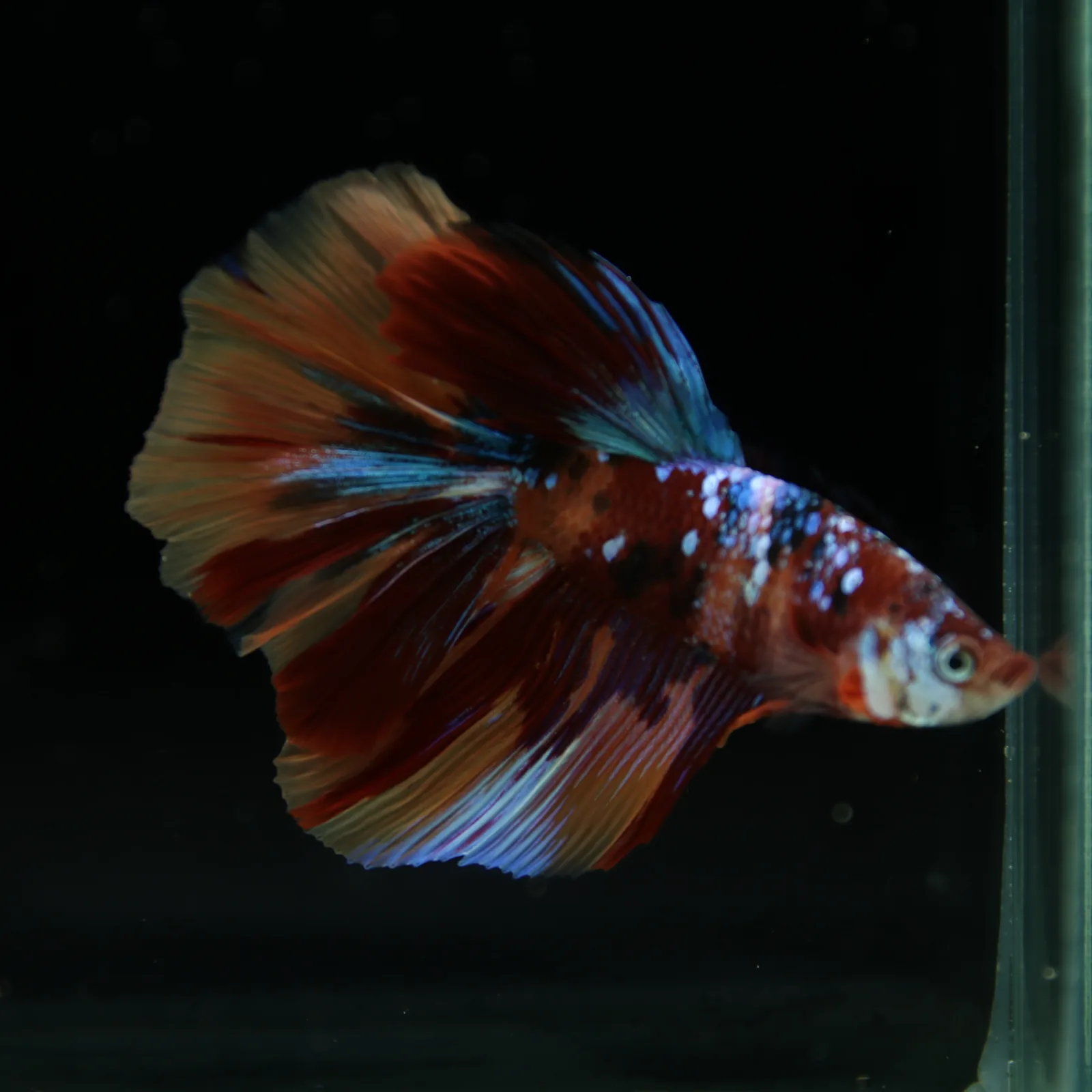 Male Halfmoon Multicolor Betta Fish – Red, Orange & Metallic Blue Marble media 7