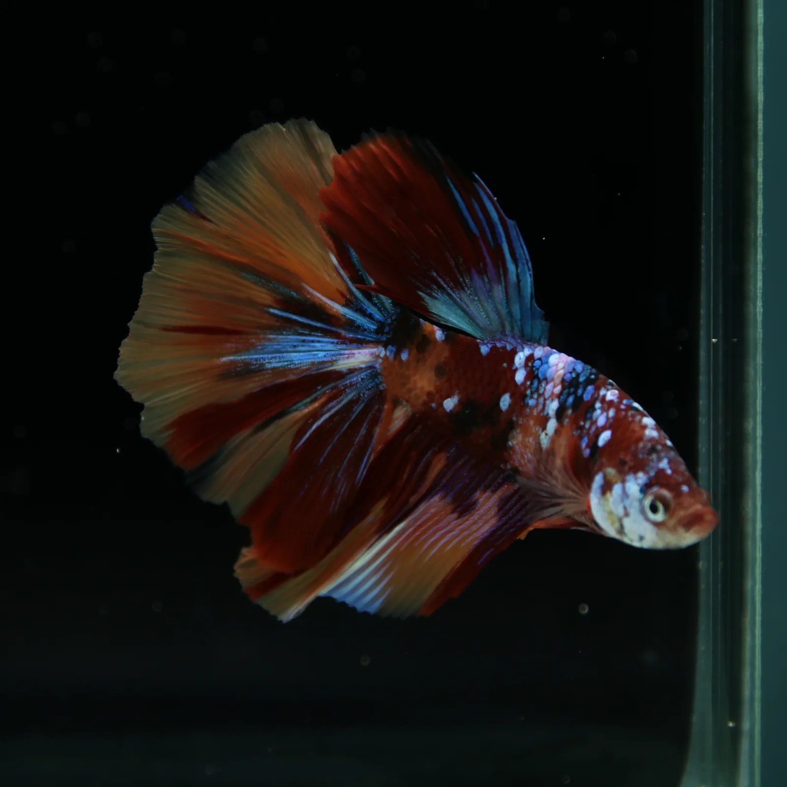 Male Halfmoon Multicolor Betta Fish – Red, Orange & Metallic Blue Marble media 8