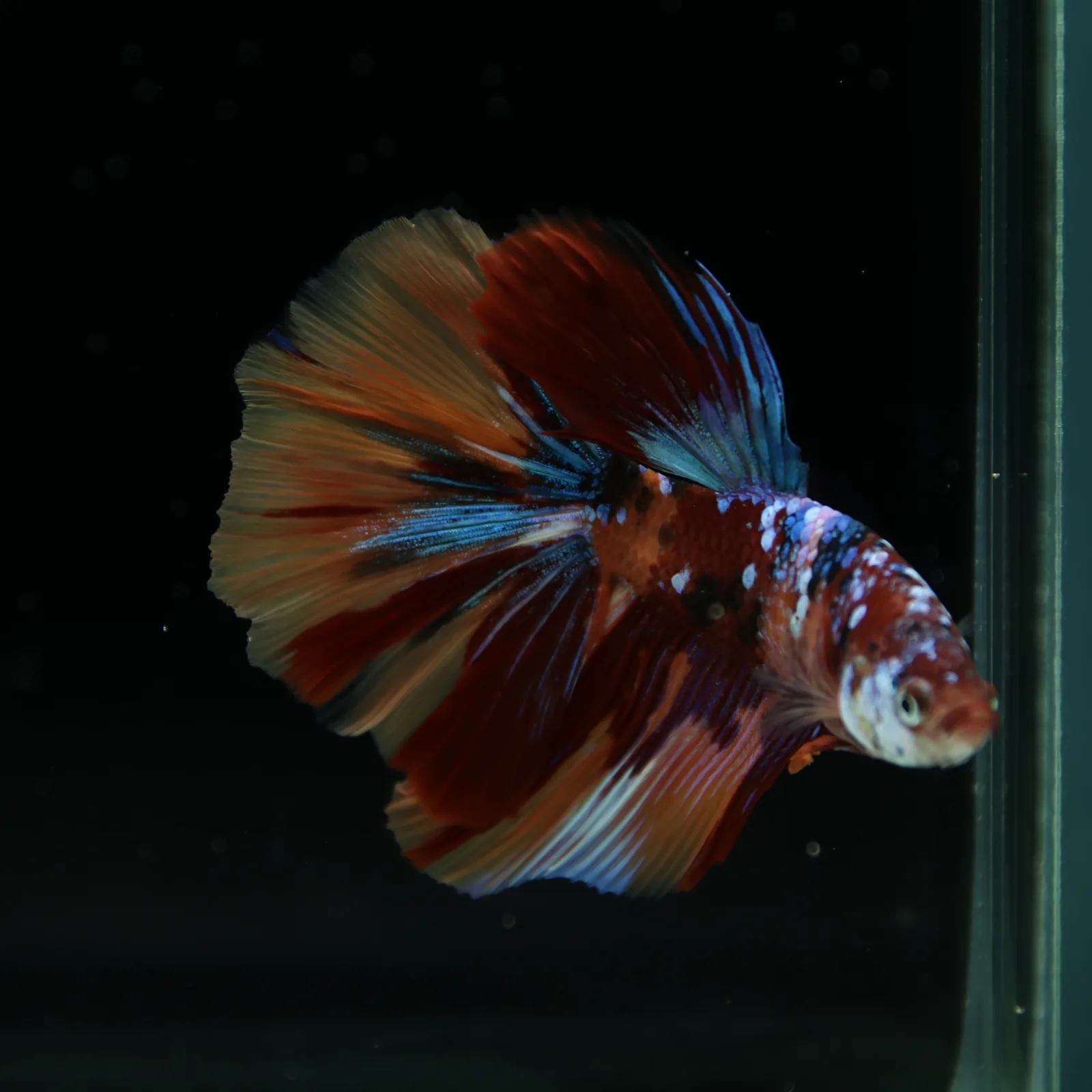 Male Halfmoon Multicolor Betta Fish – Red, Orange & Metallic Blue Marble media 9