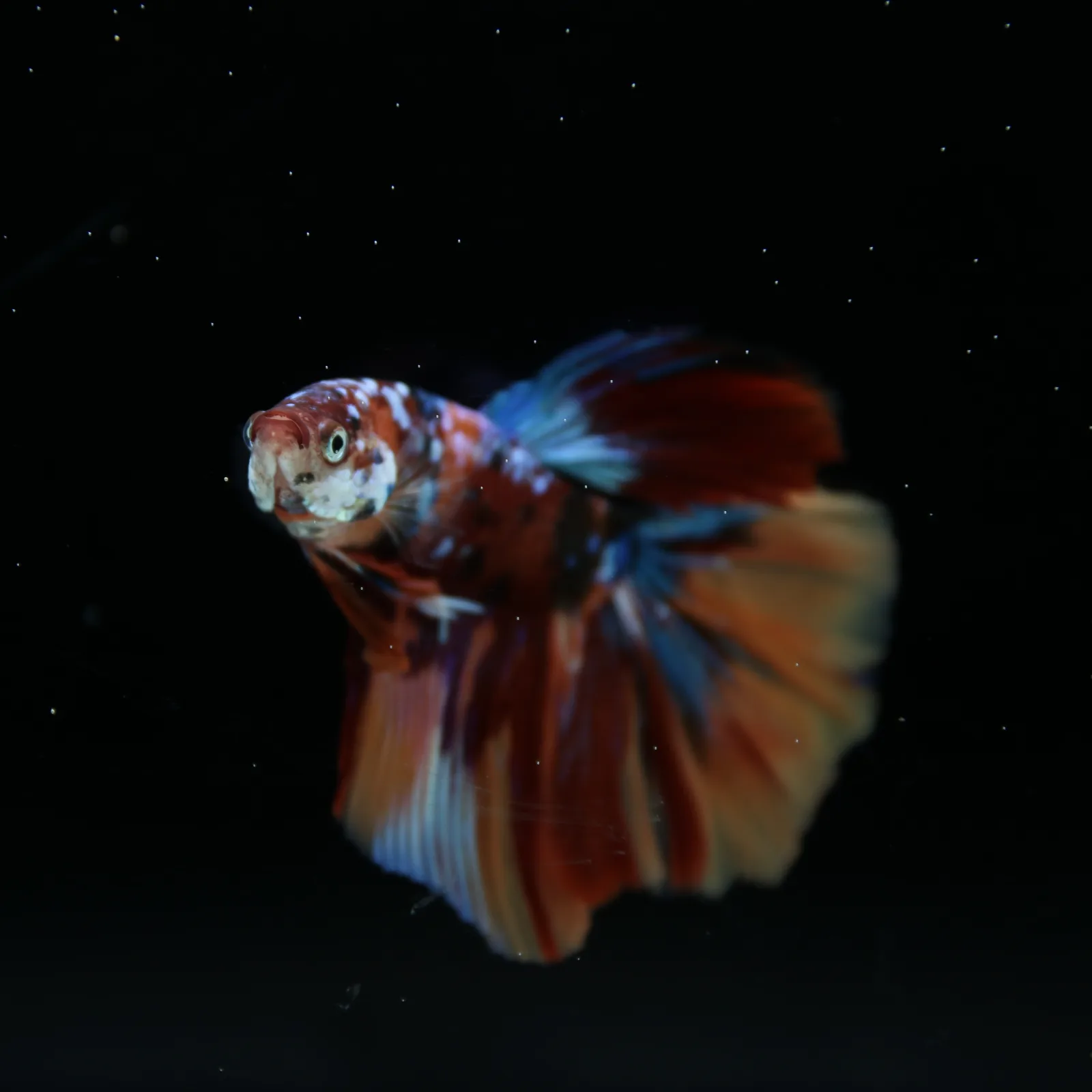 Male Halfmoon Multicolor Betta Fish – Red, Orange & Metallic Blue Marble media 10