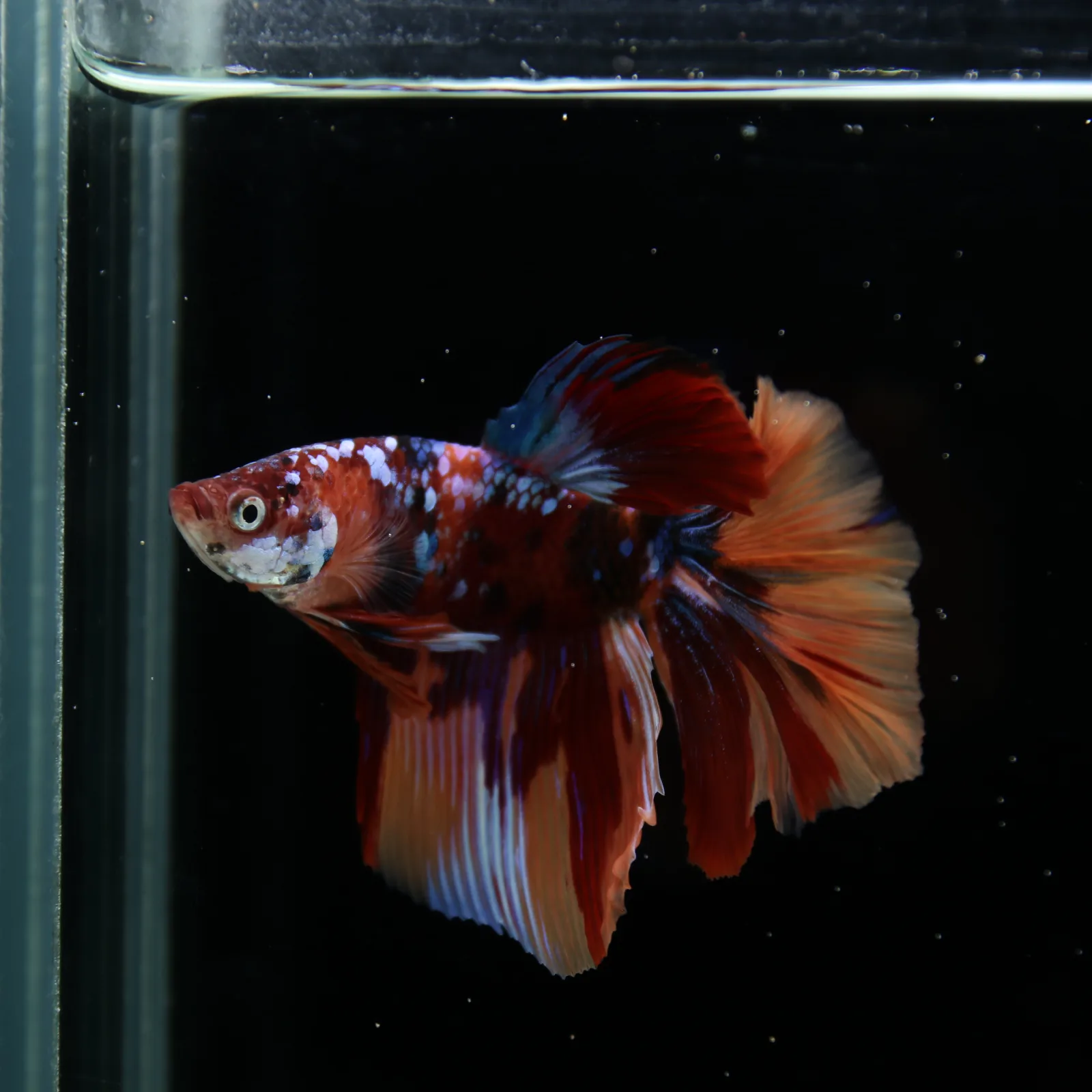 Male Halfmoon Multicolor Betta Fish – Red, Orange & Metallic Blue Marble media 12