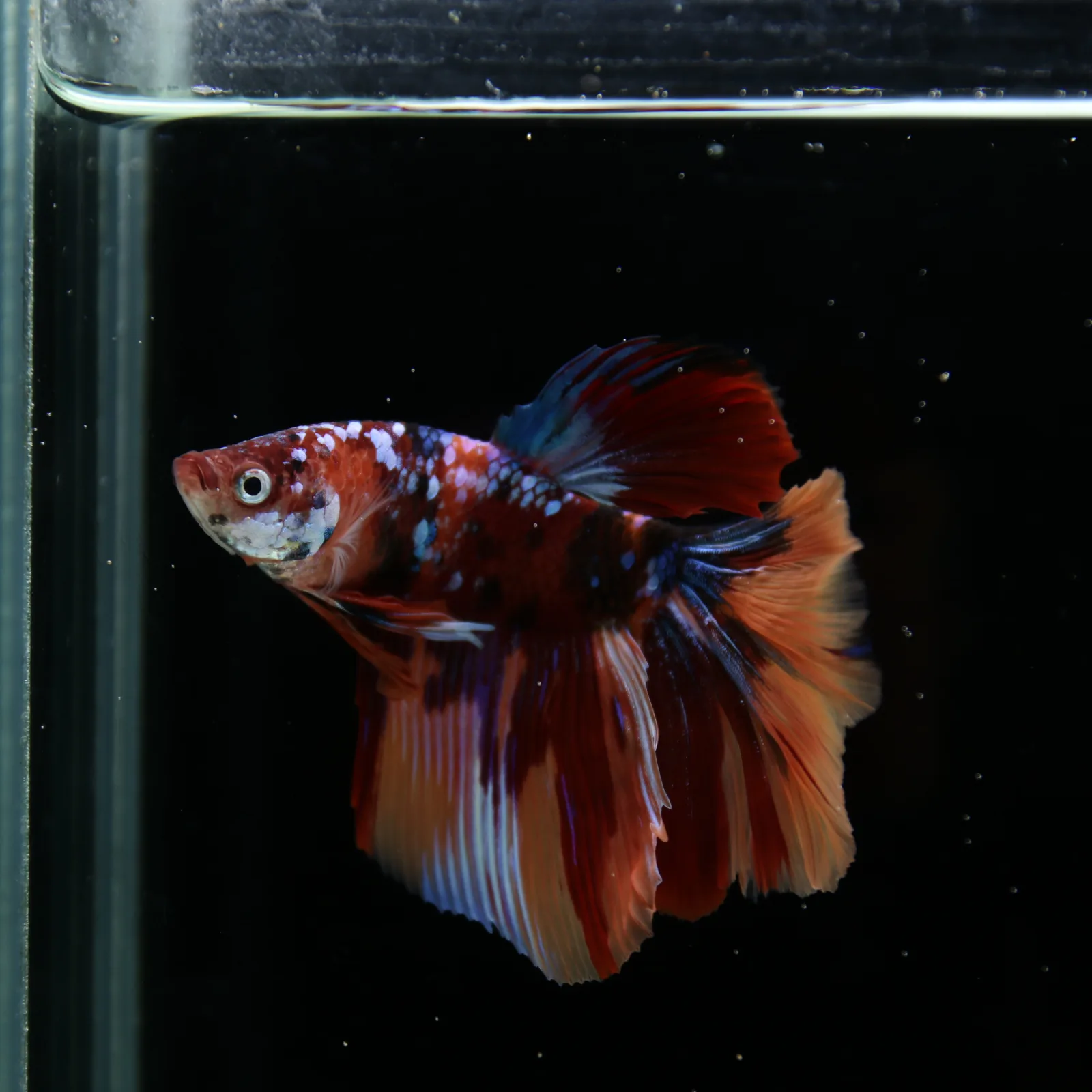 Male Halfmoon Multicolor Betta Fish – Red, Orange & Metallic Blue Marble media 13