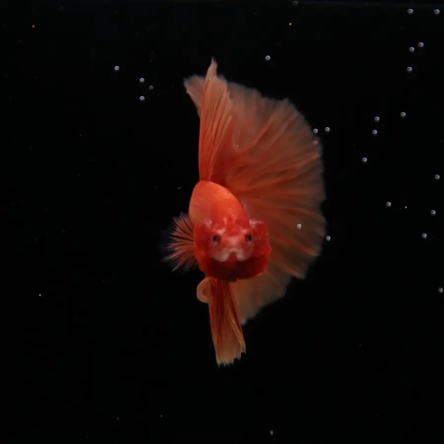 Show Grade Orange Halfmoon Betta Fish – Male Betta splendens