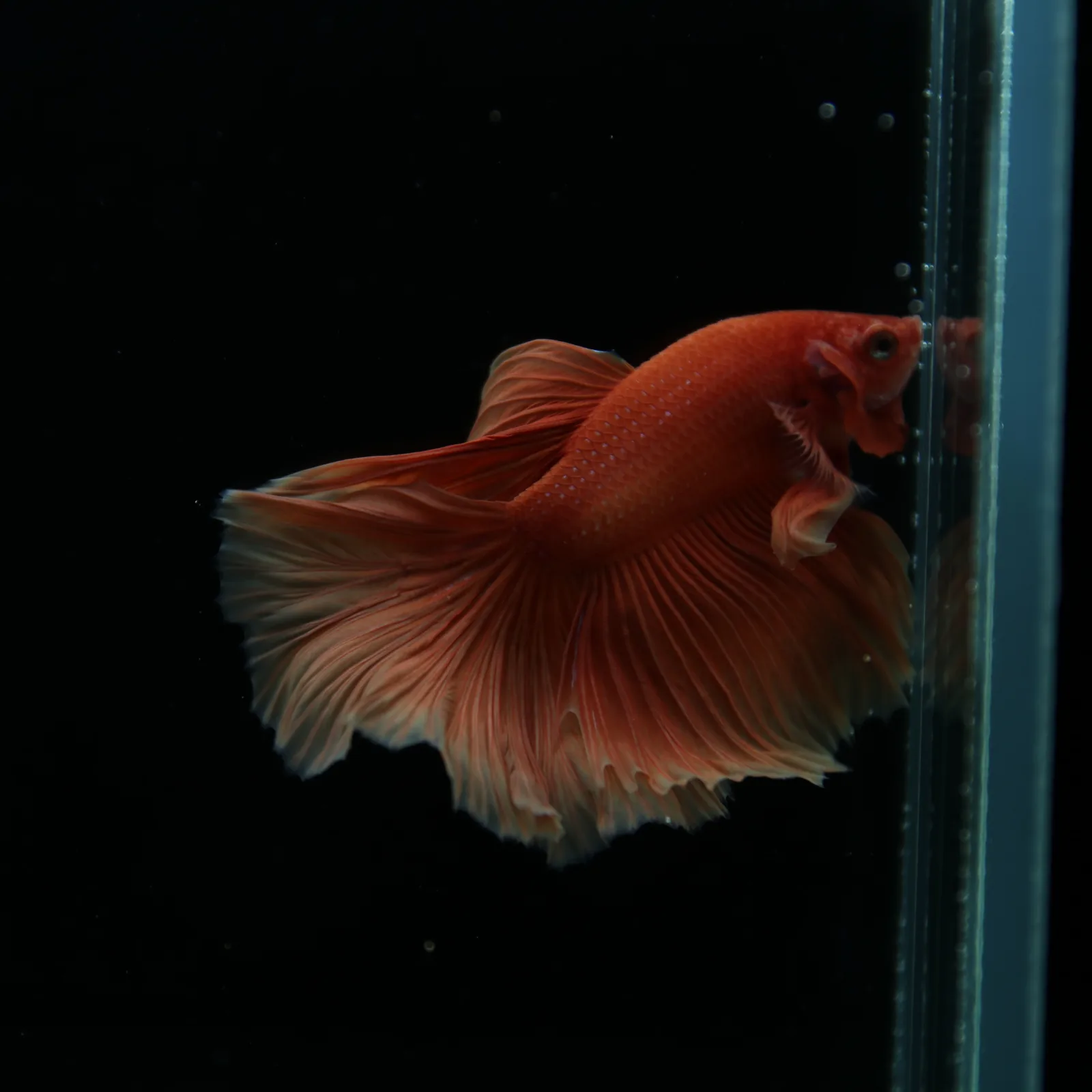 Show Grade Orange Halfmoon Betta Fish – Male Betta splendens media 2