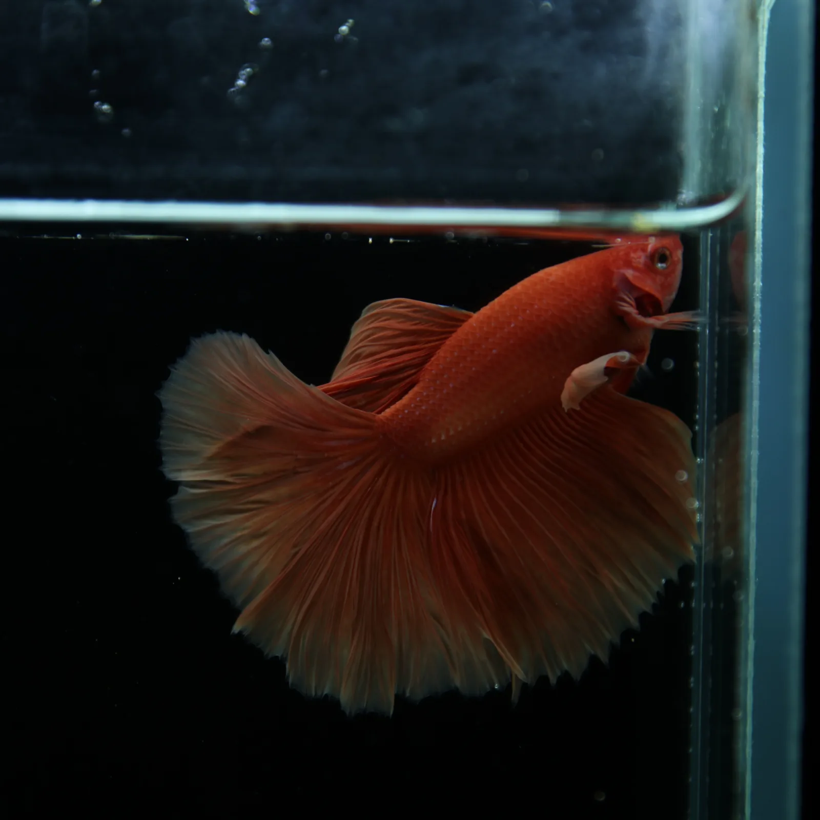 Show Grade Orange Halfmoon Betta Fish – Male Betta splendens media 3