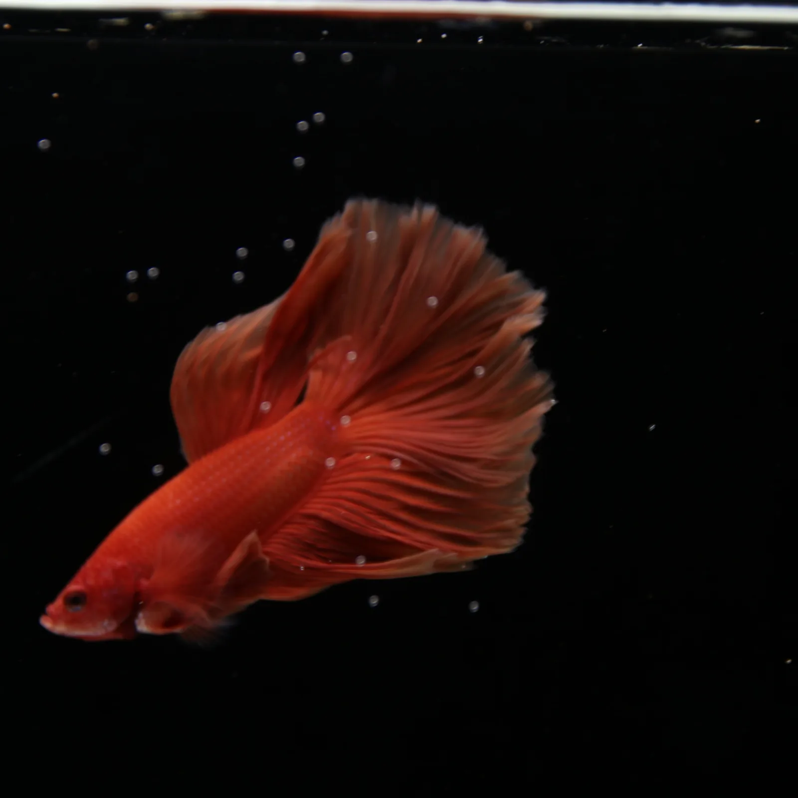 Show Grade Orange Halfmoon Betta Fish – Male Betta splendens media 4