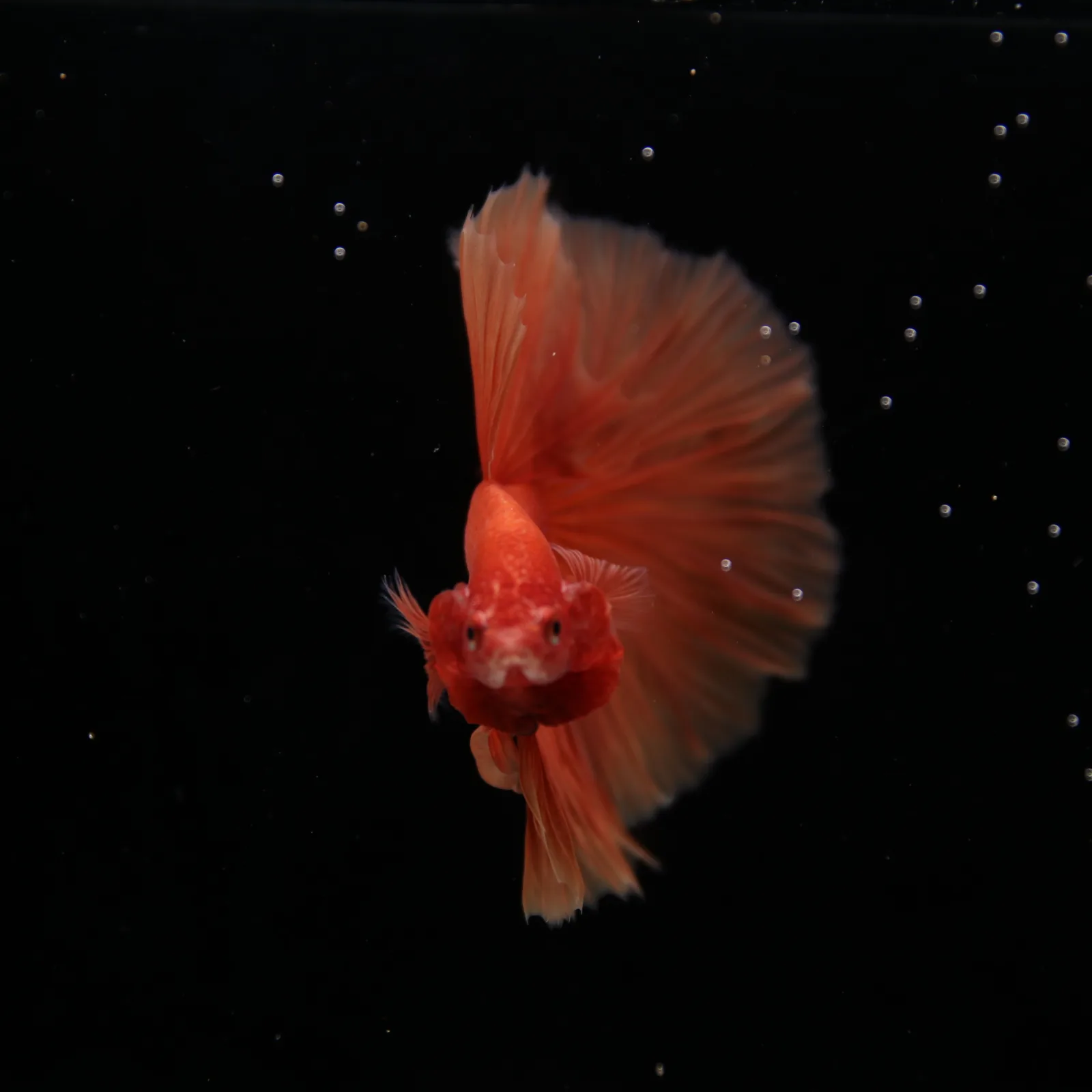 Show Grade Orange Halfmoon Betta Fish – Male Betta splendens media 5