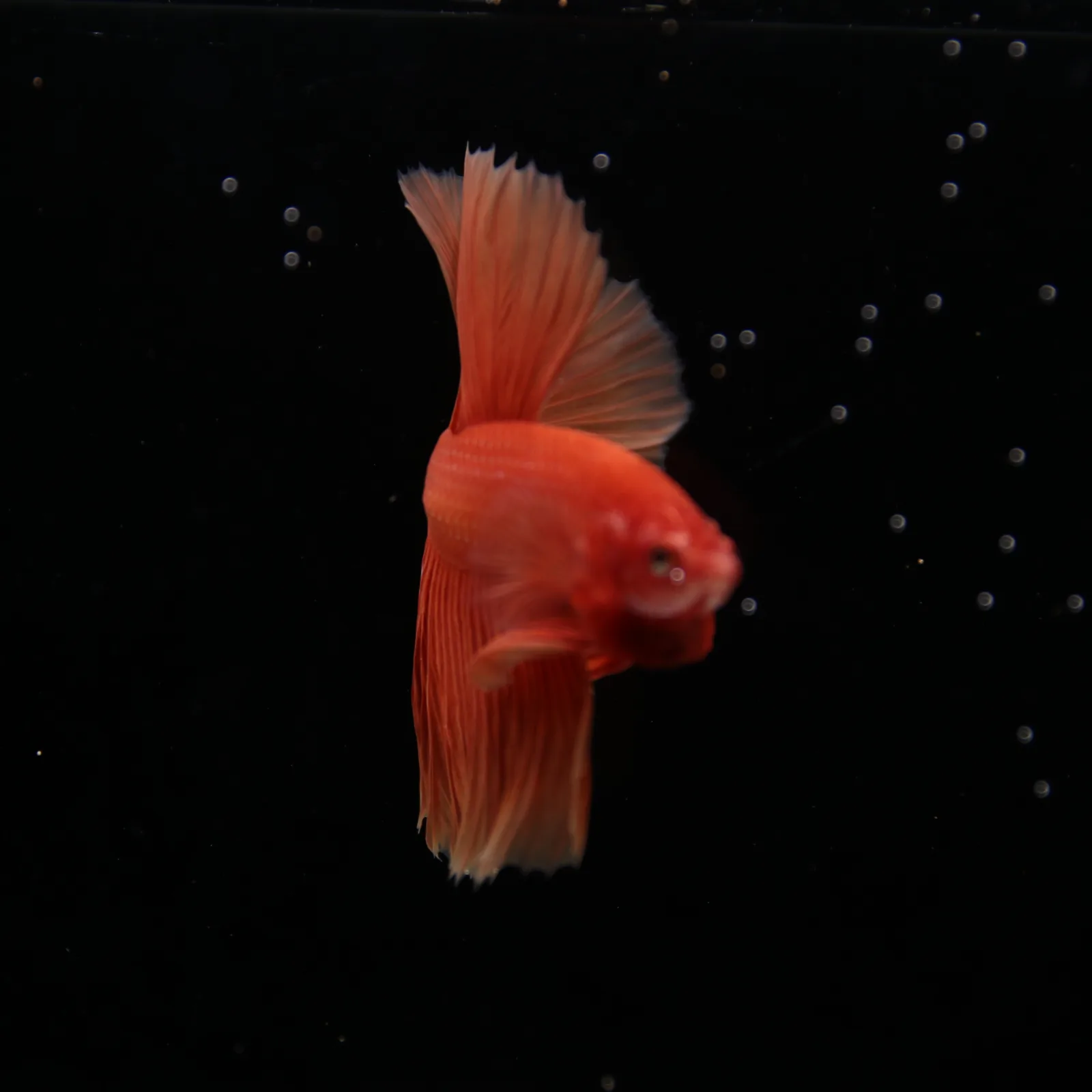 Show Grade Orange Halfmoon Betta Fish – Male Betta splendens media 6