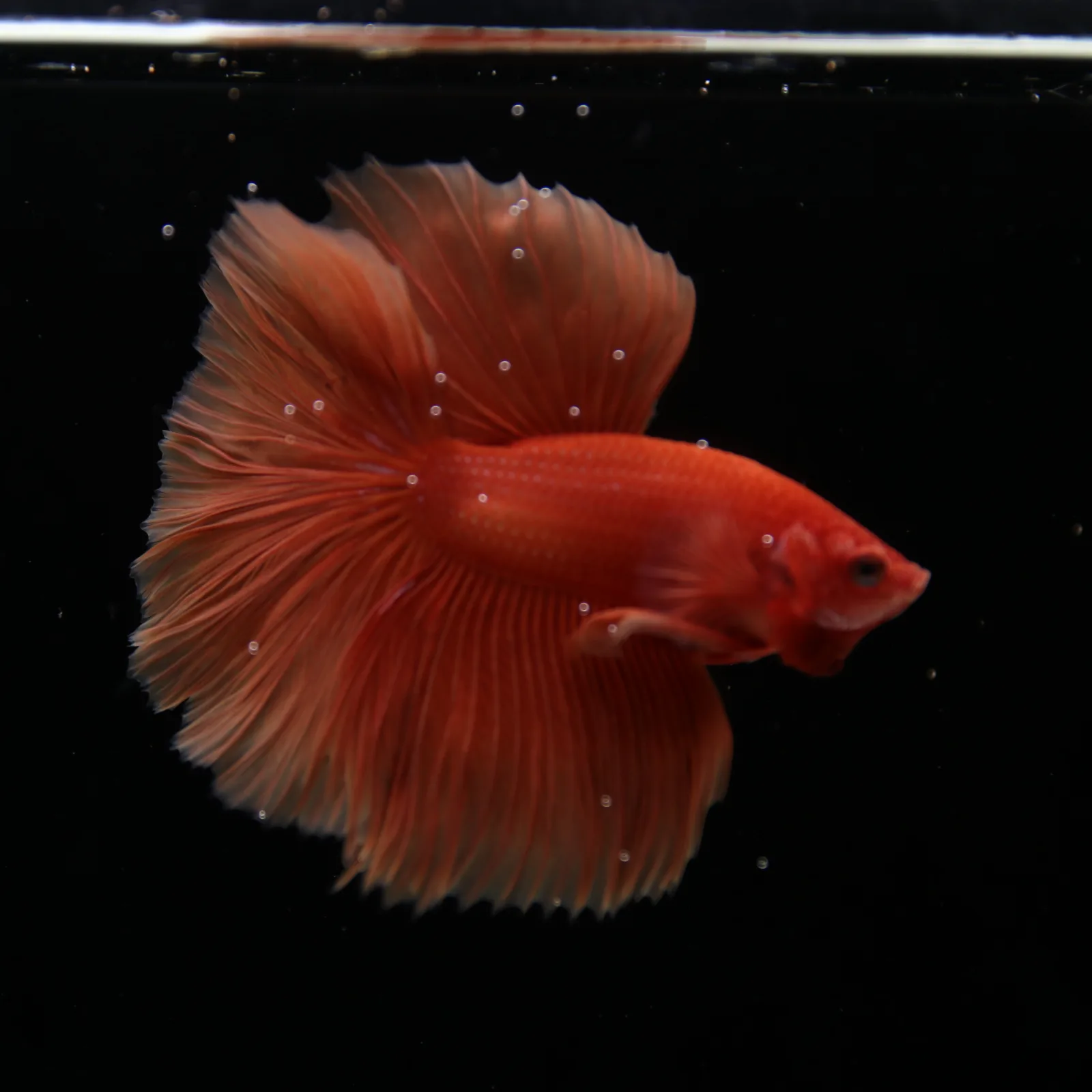 Show Grade Orange Halfmoon Betta Fish – Male Betta splendens media 7